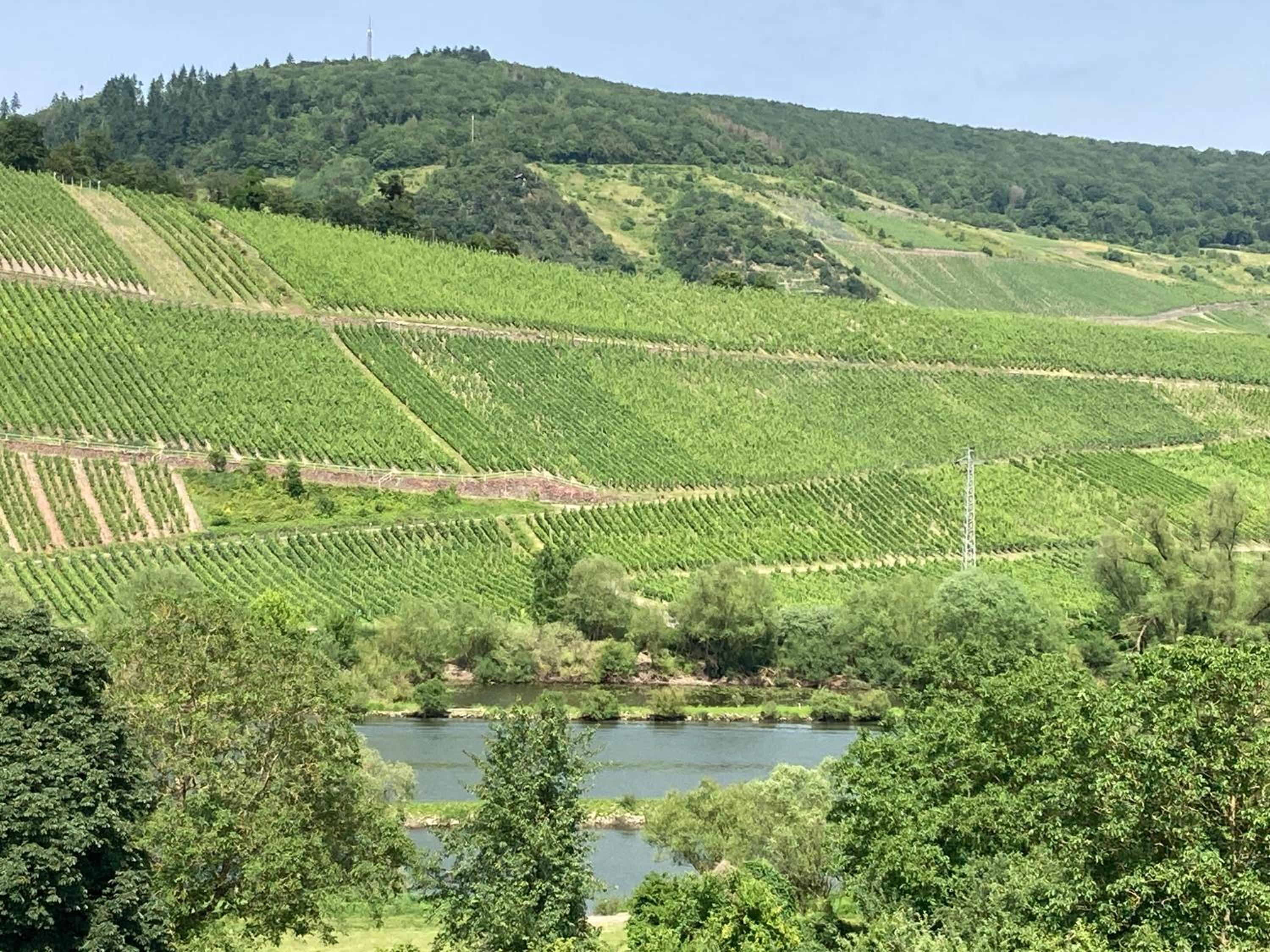 Burgblick Pünderich