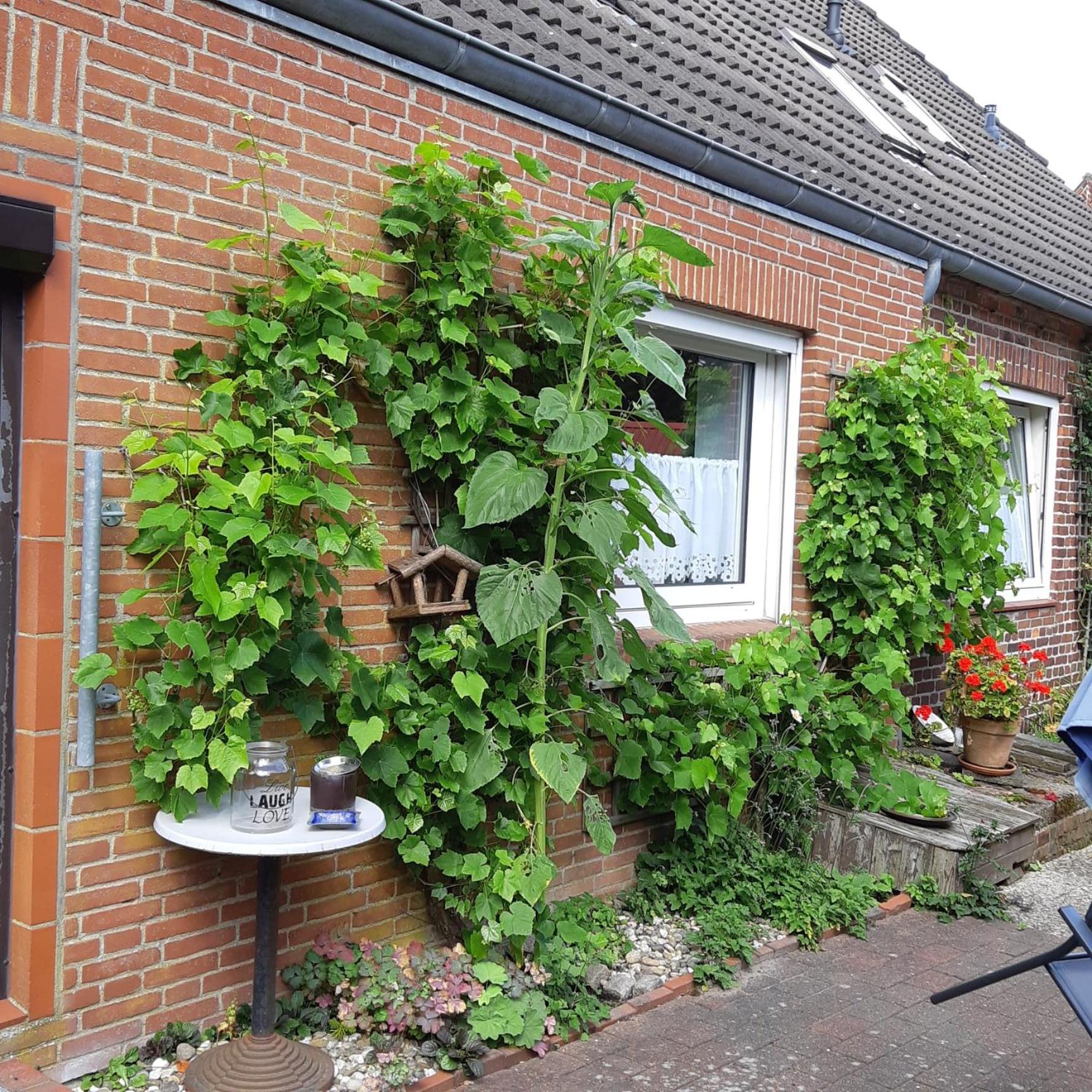 Nordseeferienhaus-Alma