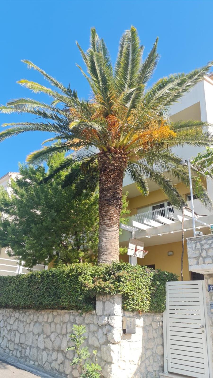 Apartment Teta Ljuba 1