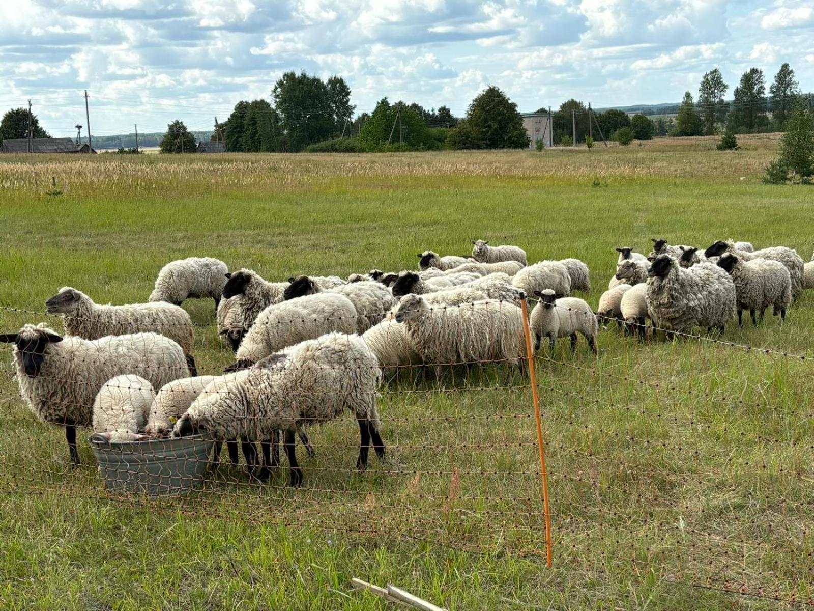 Bičių namas Bičių lova Bee house