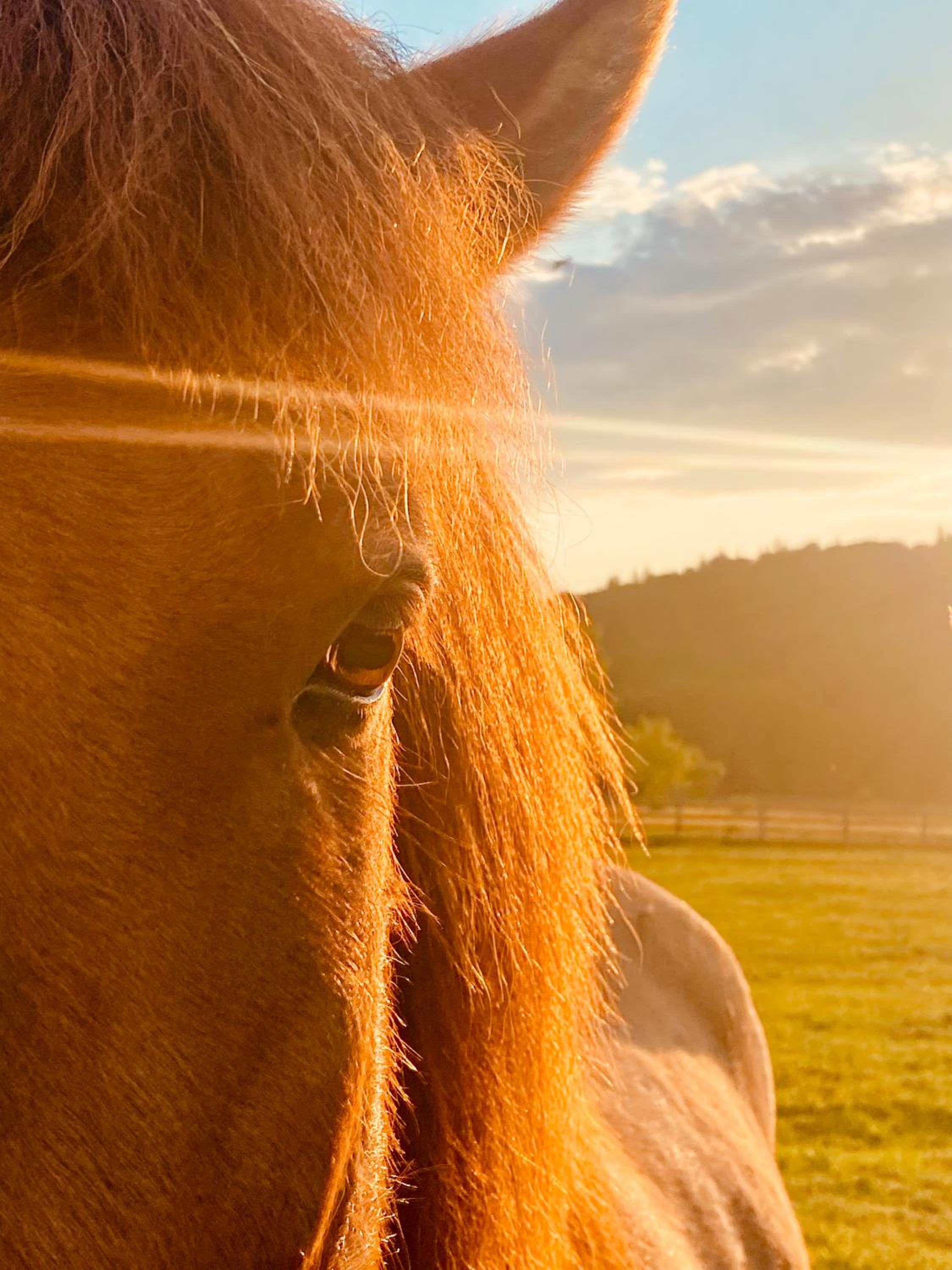 Carpathian cabin - Icelandic horses - Hestur Ivo