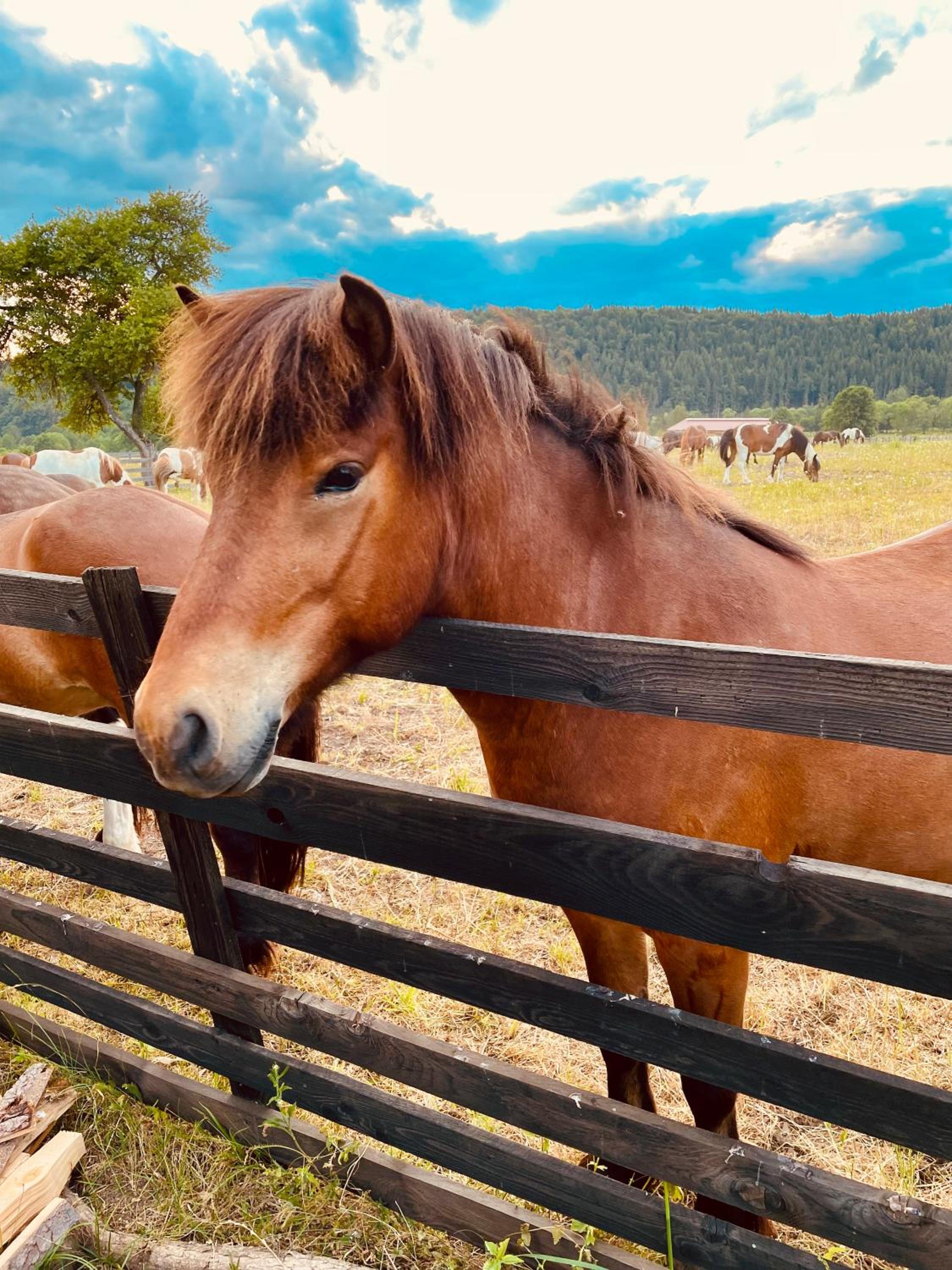 Carpathian cabin - Icelandic horses - Hestur Ivo