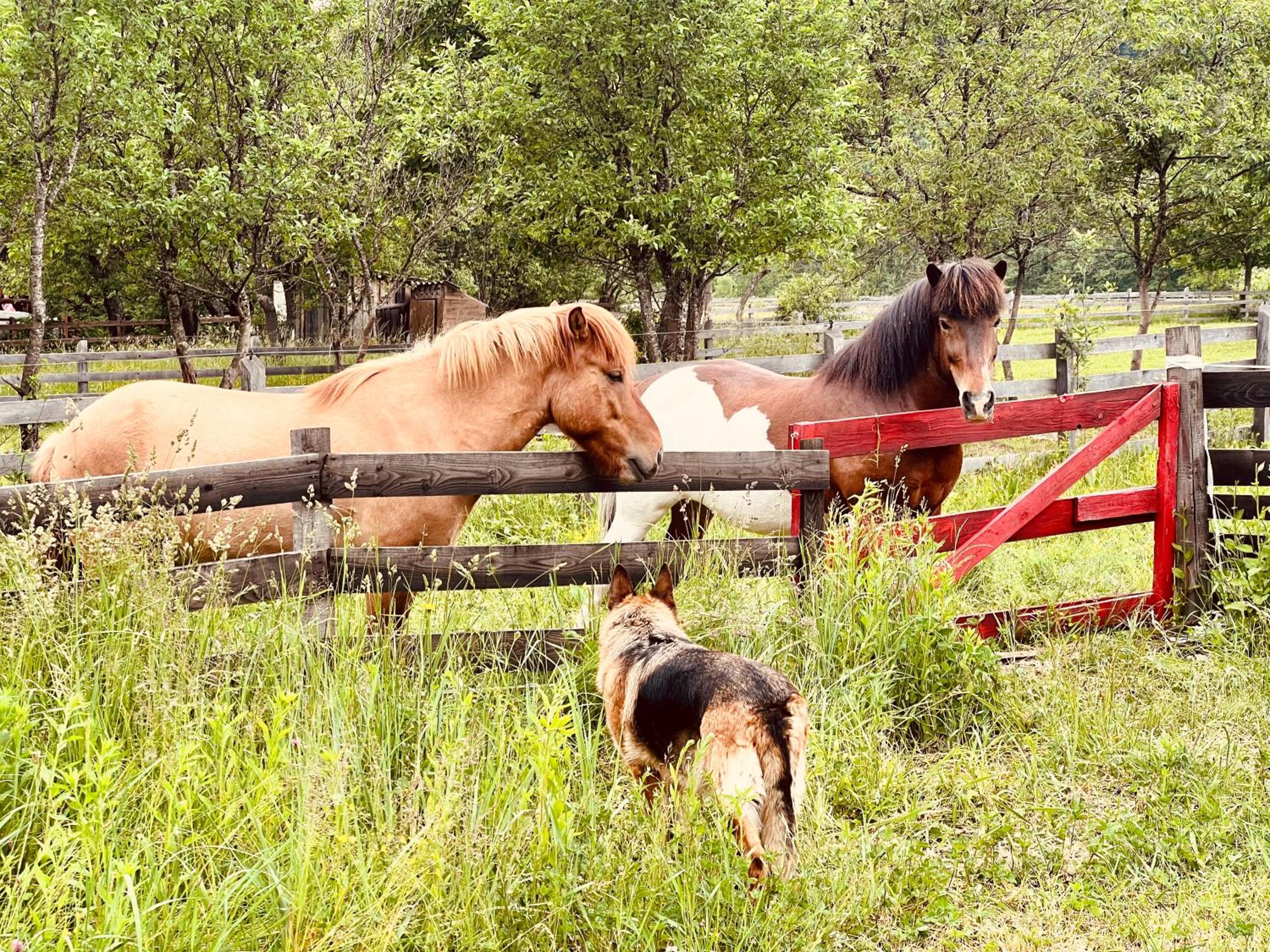 Carpathian cabin - Icelandic horses - Hestur Ivo