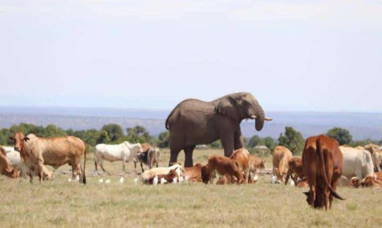 Orkiu Safari Camp