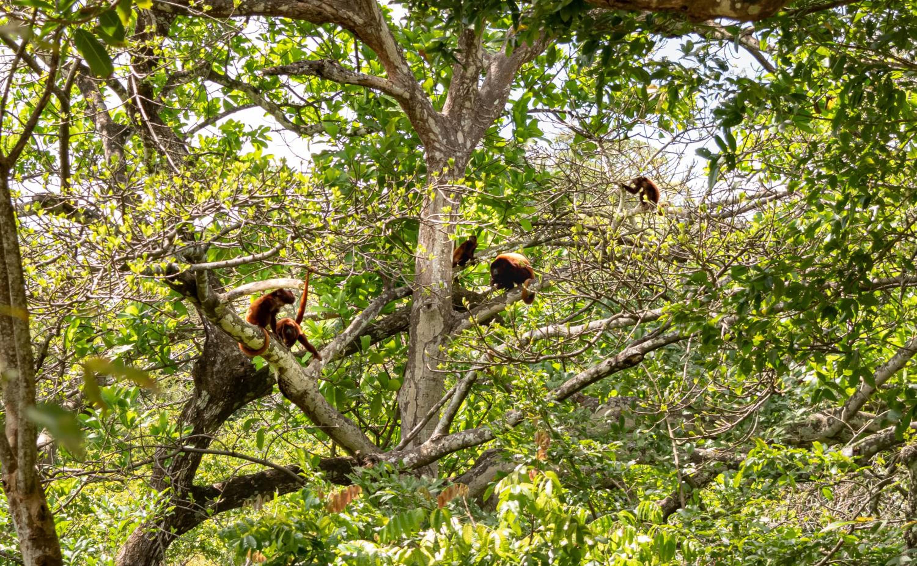 Cabaña Mirador del Bosque, Sector Parque Tayrona