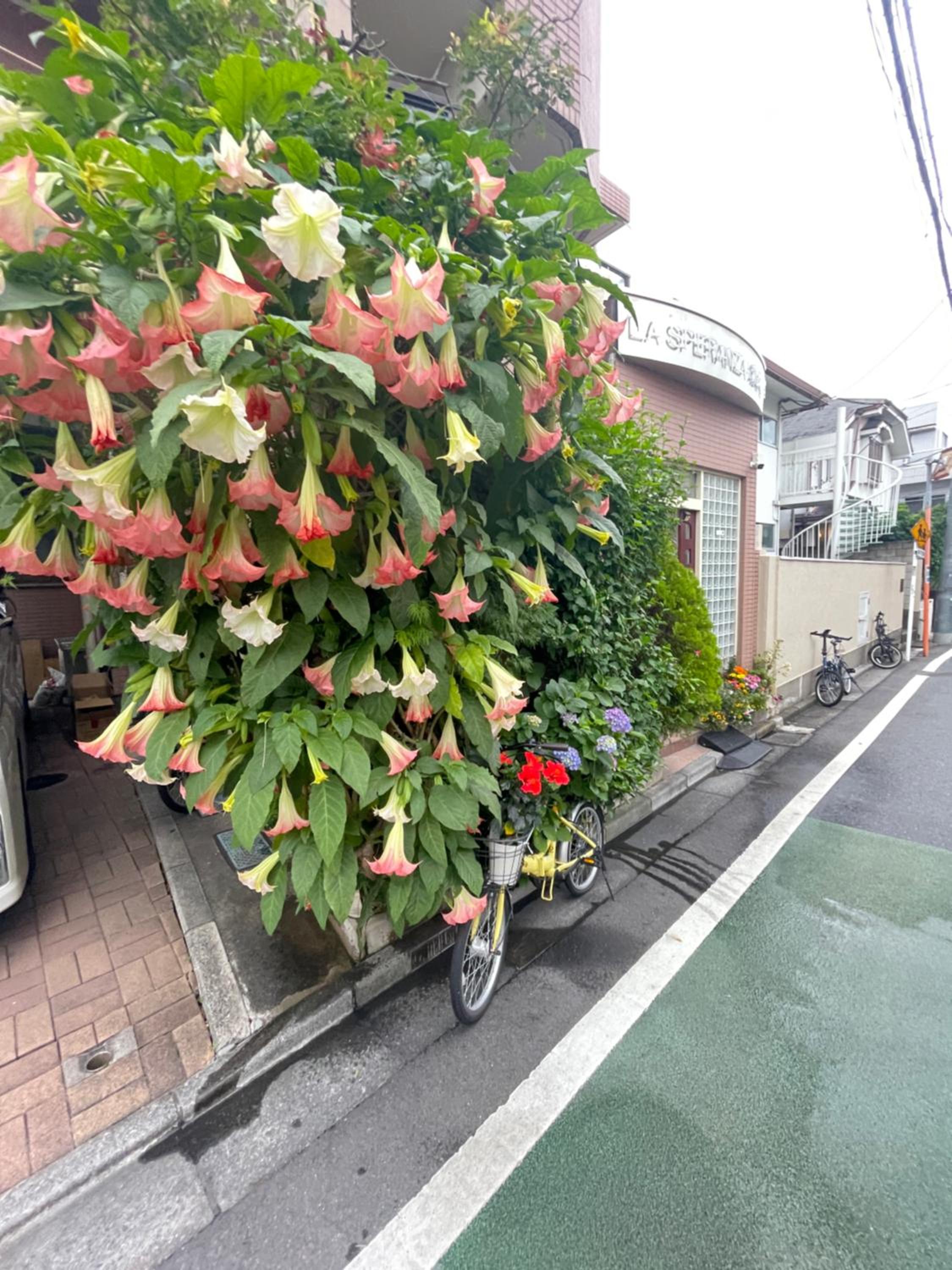新宿庭院の屋-Shinjuku Garden Home -28 square meters king size bed garden room105