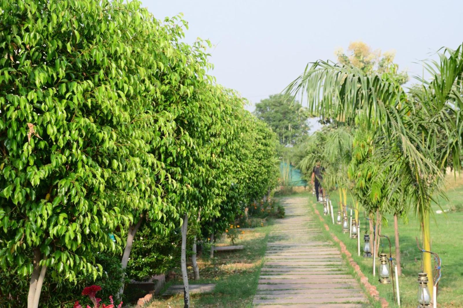Jungle Enclave - Ranthambore view 5