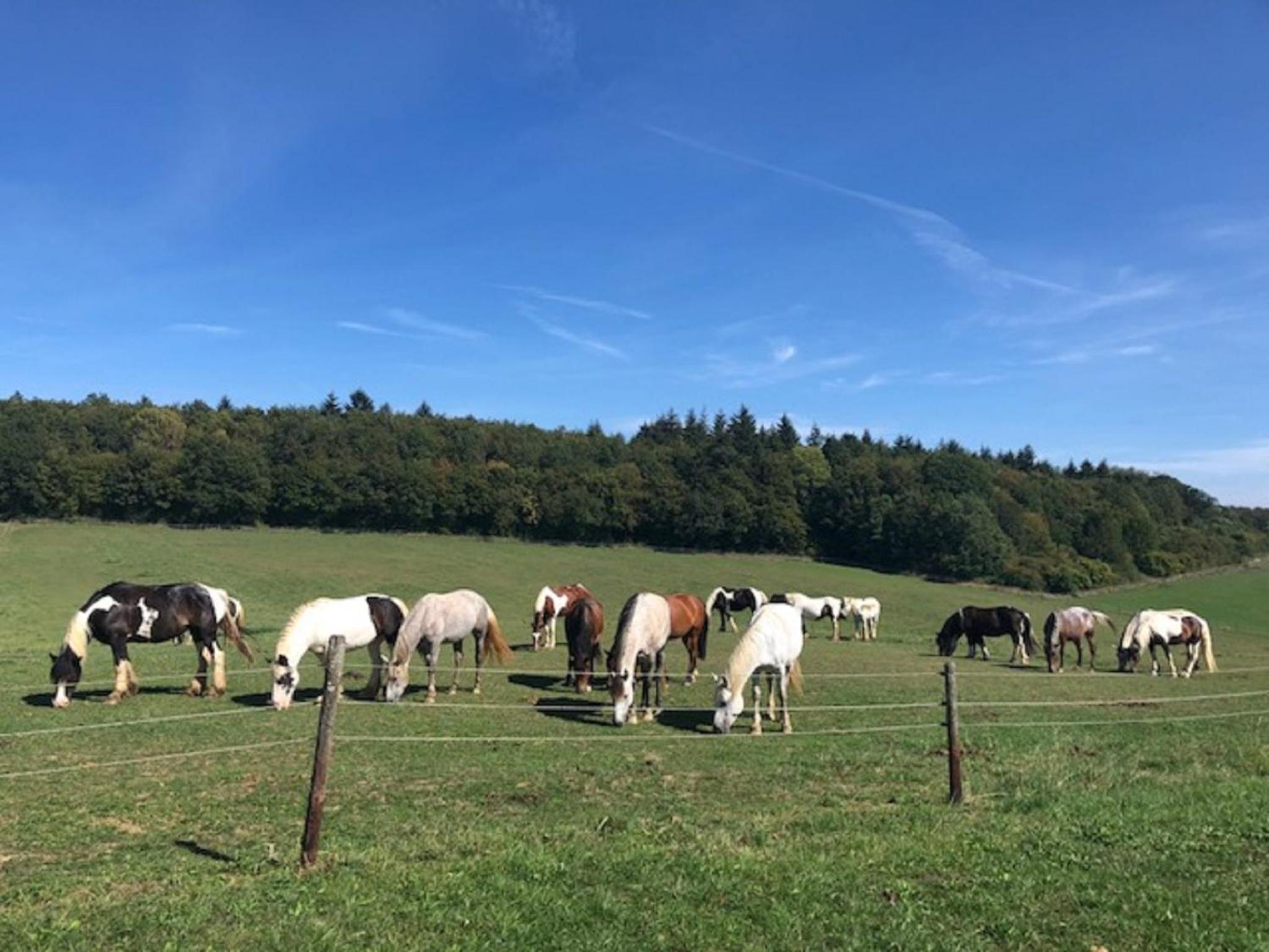 Ferienwohnungen Heidwaldhof