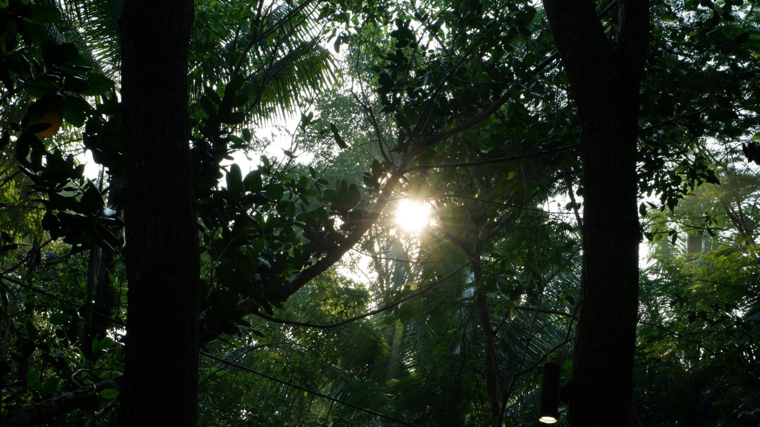 Hau Eco Lodges Citumang Pangandaran
