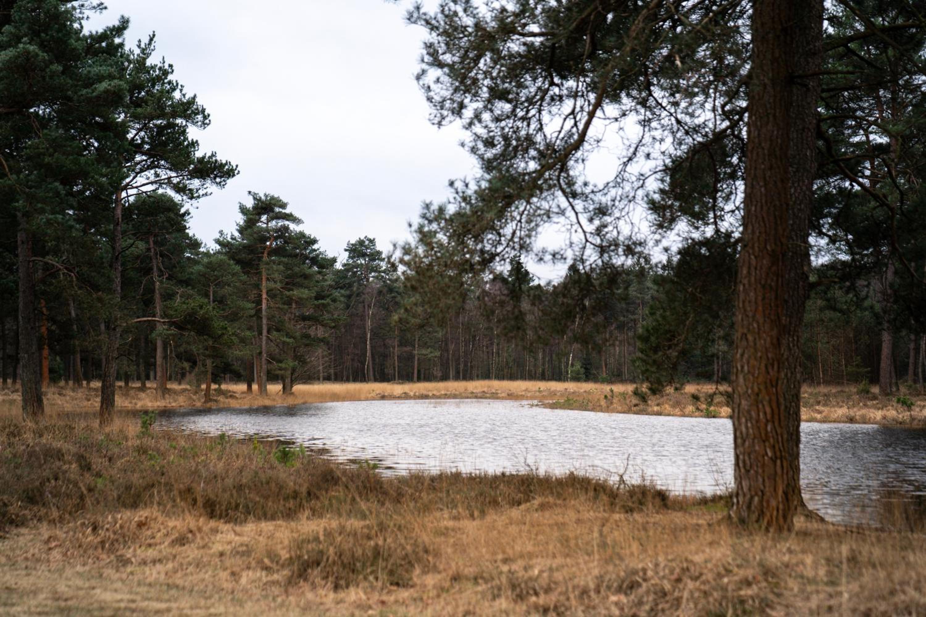 Bos Bungalow Drenthe