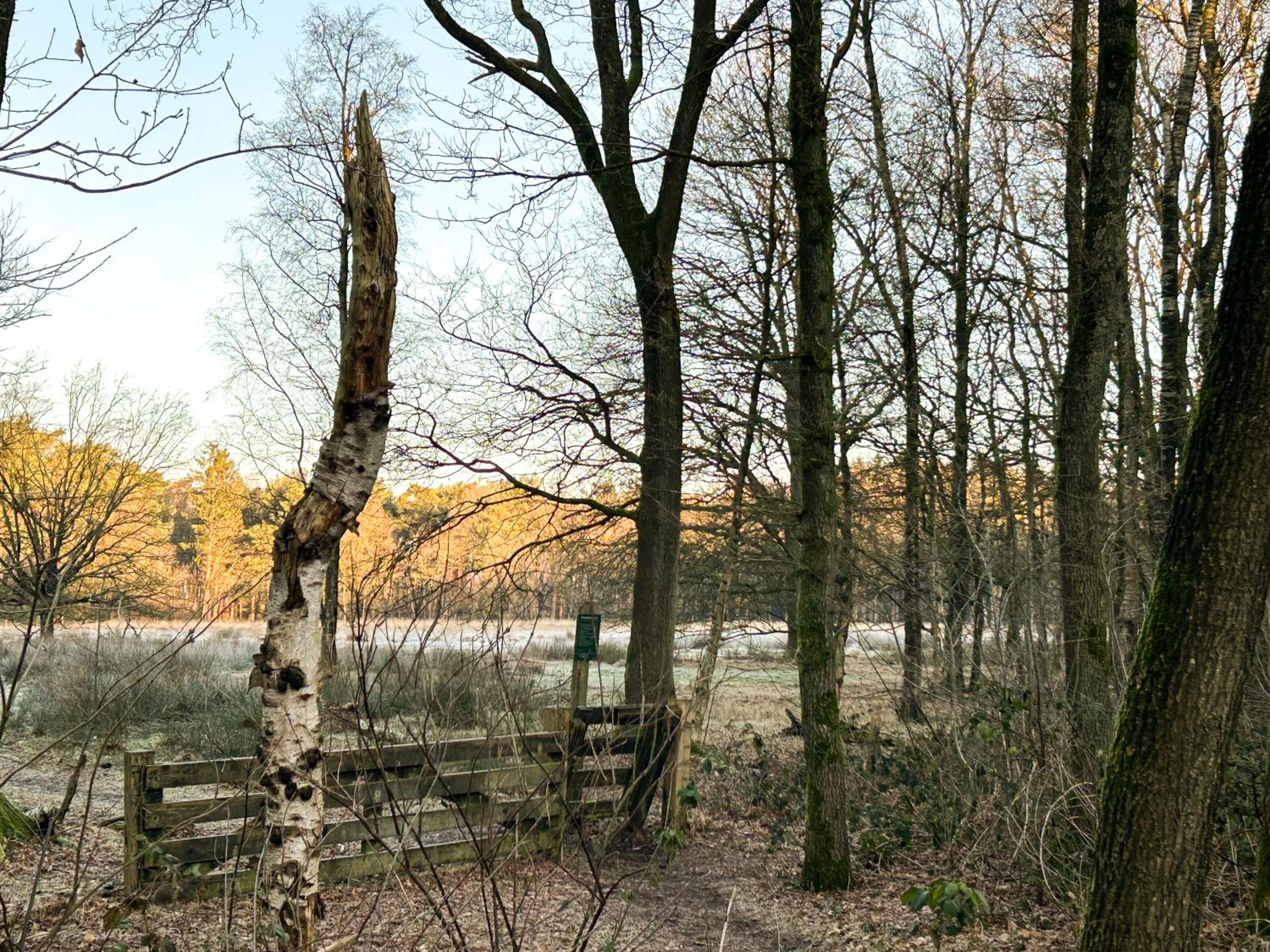 Bos Bungalow Drenthe