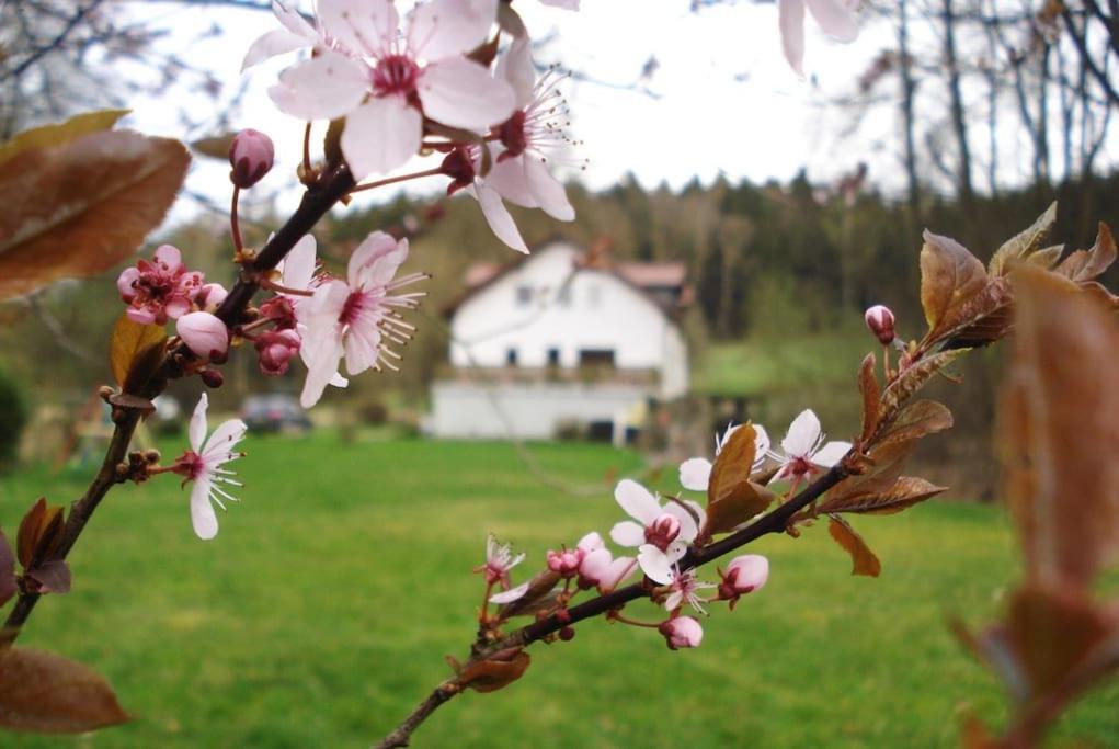 Wald-Apartment