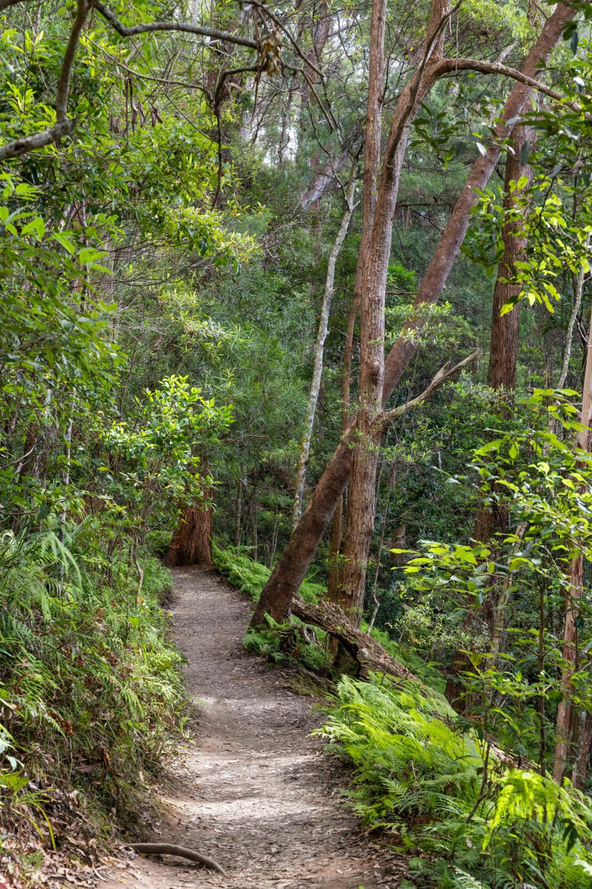 Secluded Luxury 2BR Rainforest Retreat Free Wi-Fi
