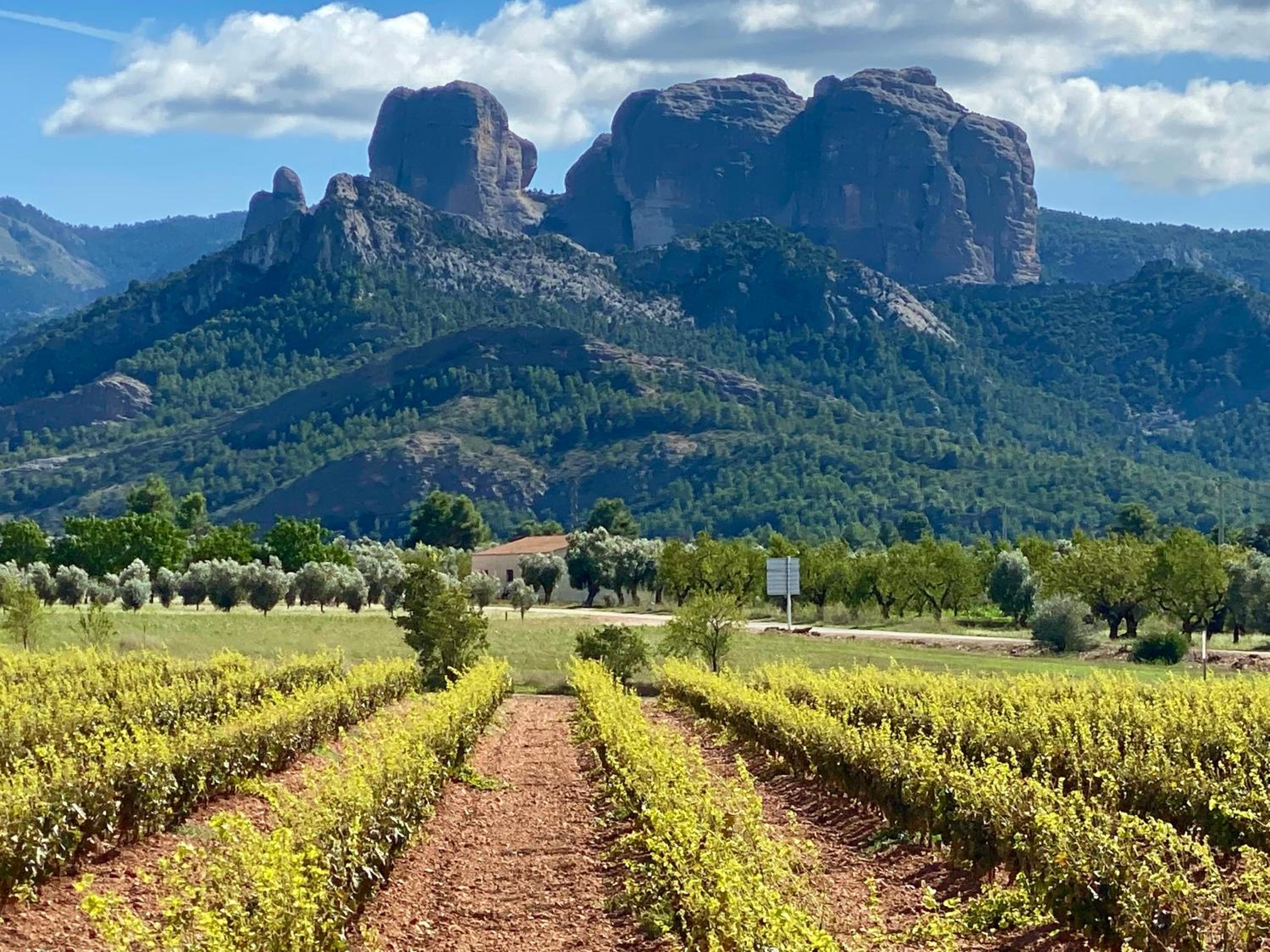 ebrevista