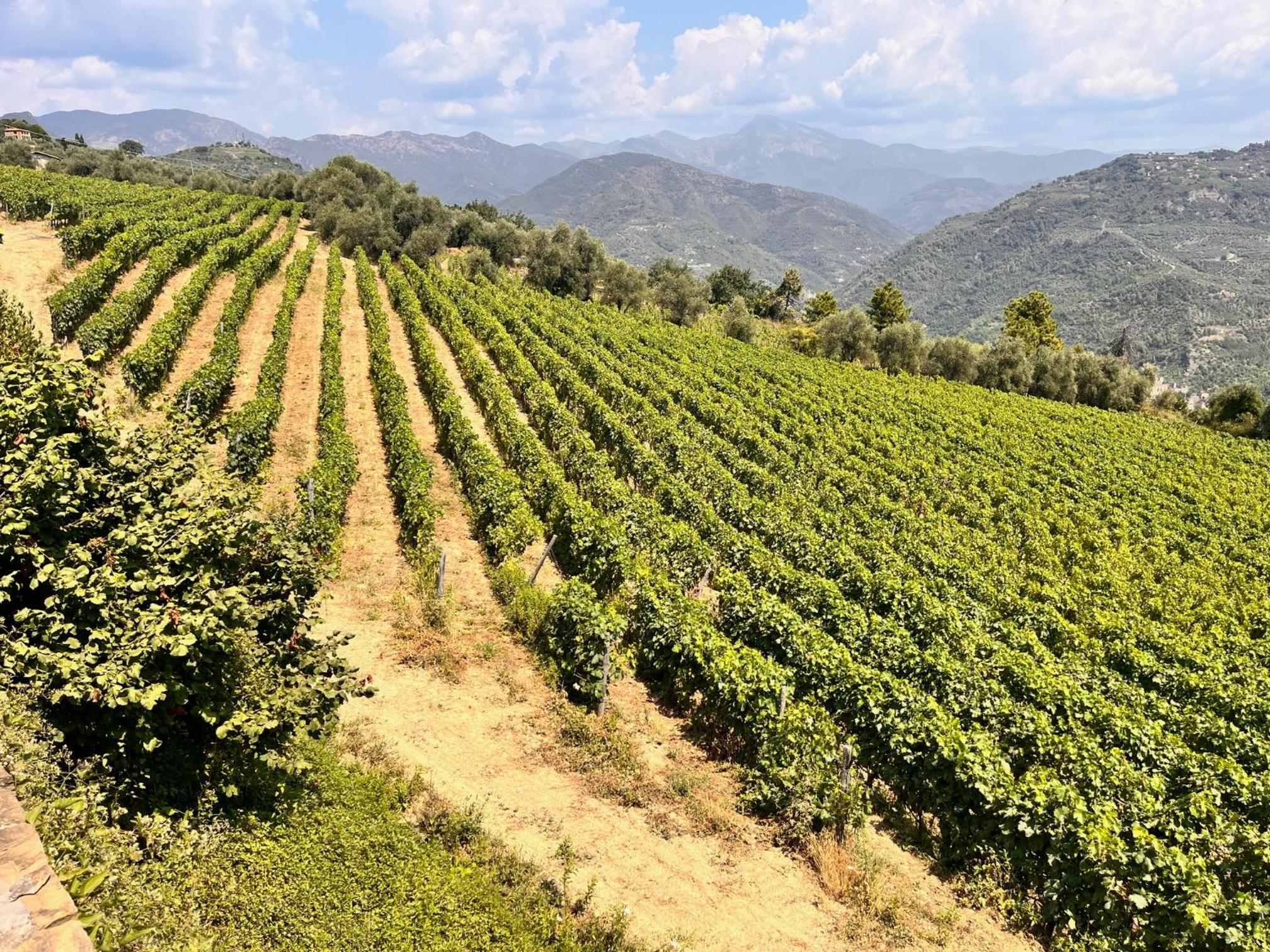 Agriturismo Altavia-Travigne