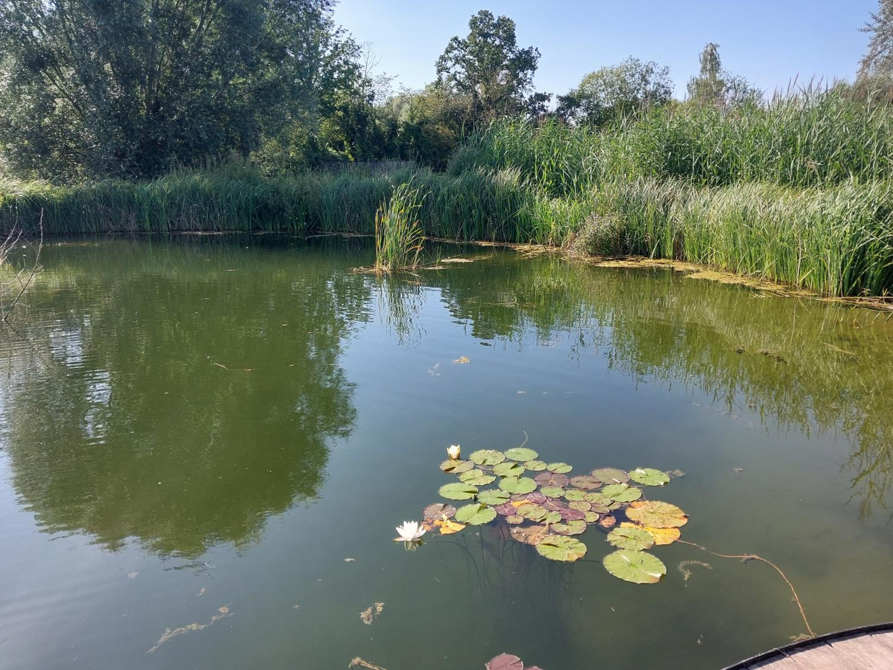 Lake Harelbeke