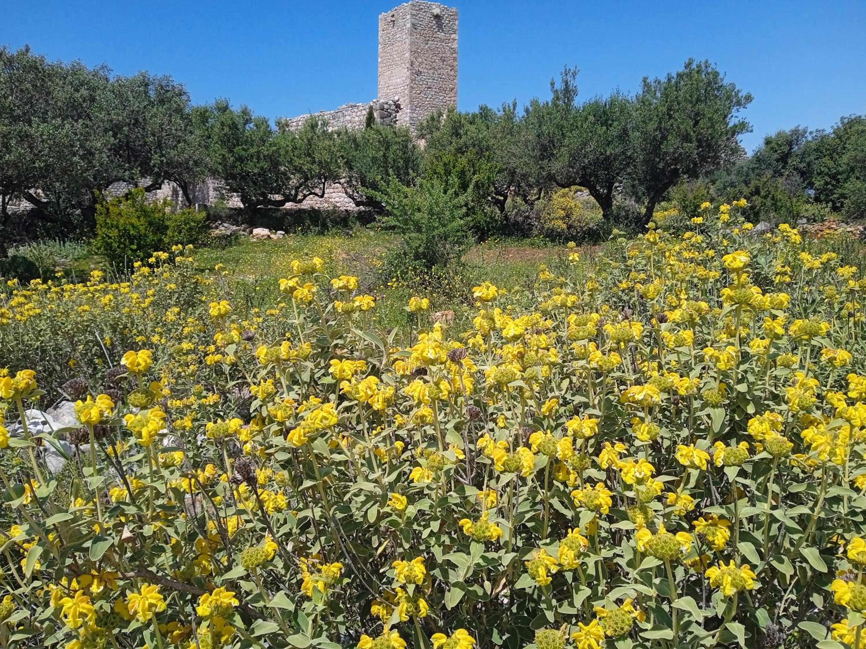 Sotula
