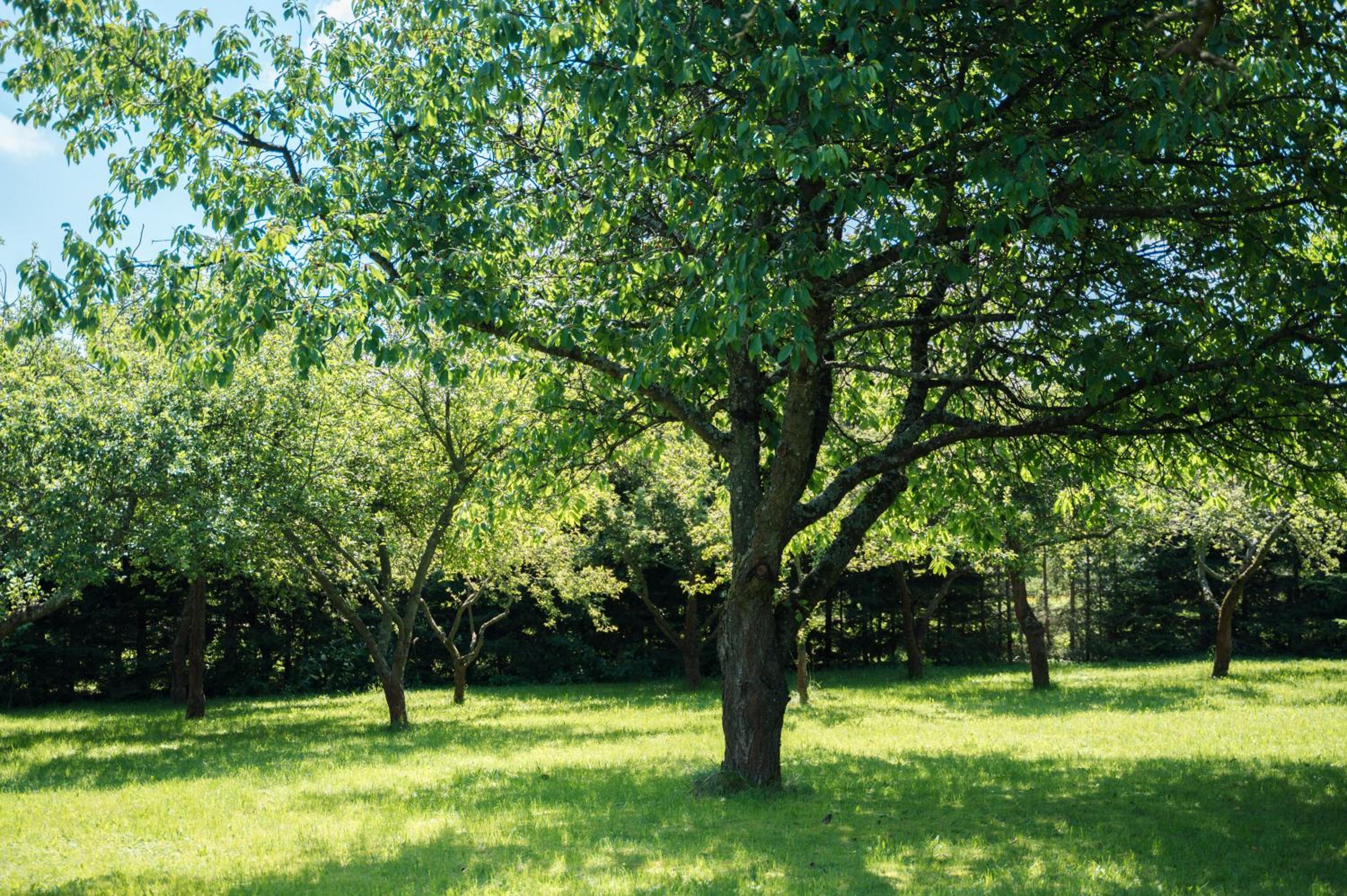 Penzion BAVI