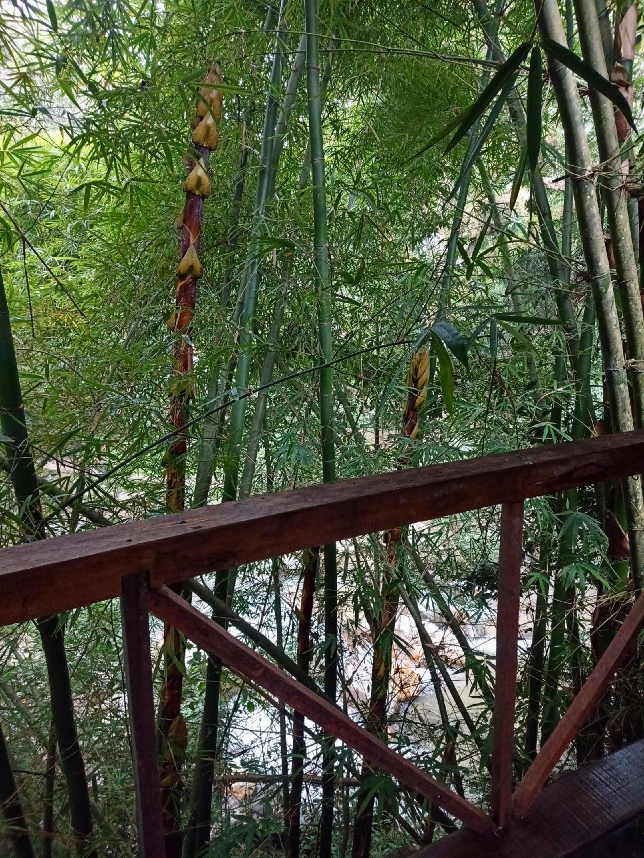 Hostal Las Mariposas Minca