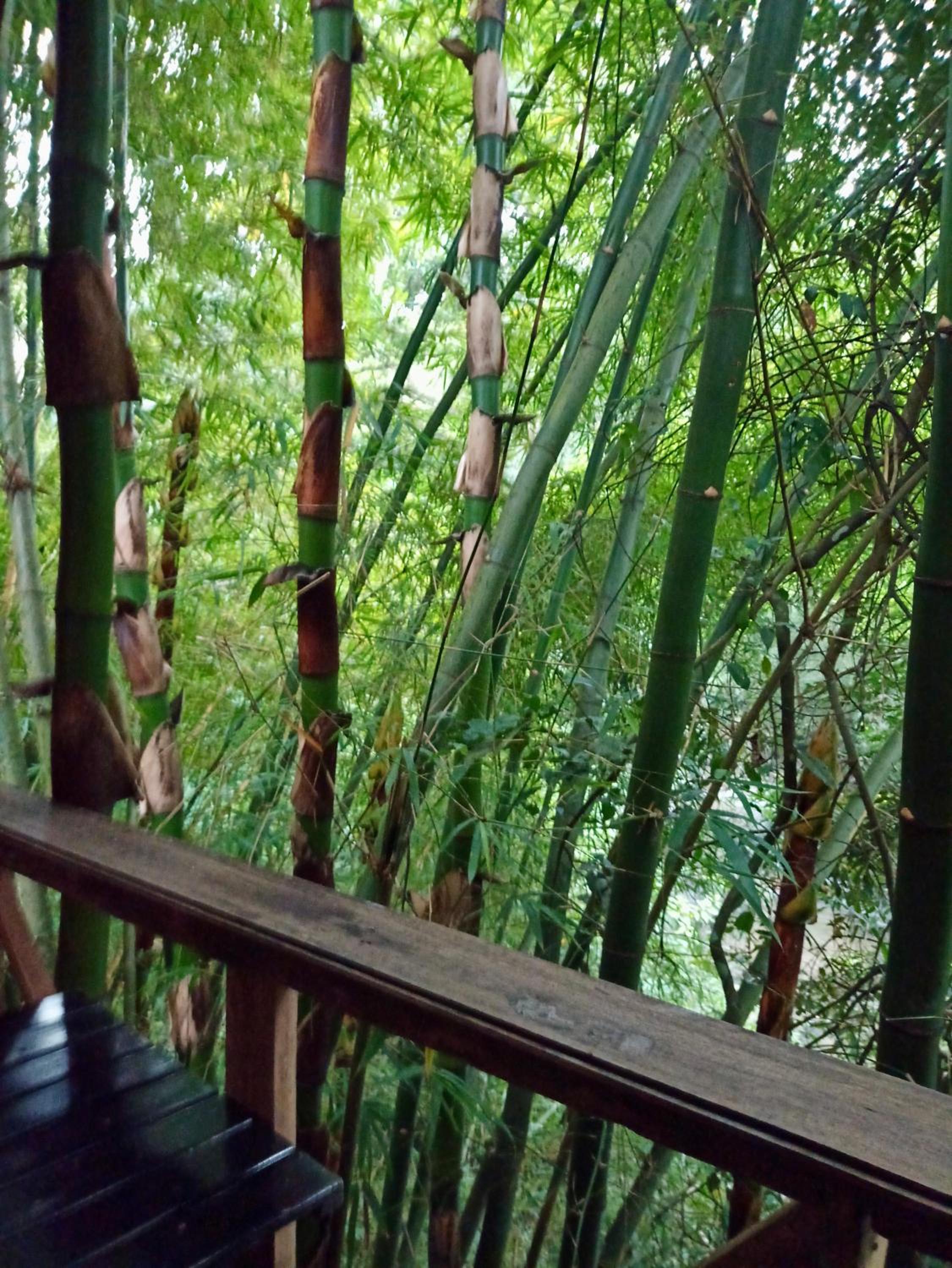 Hostal Las Mariposas Minca