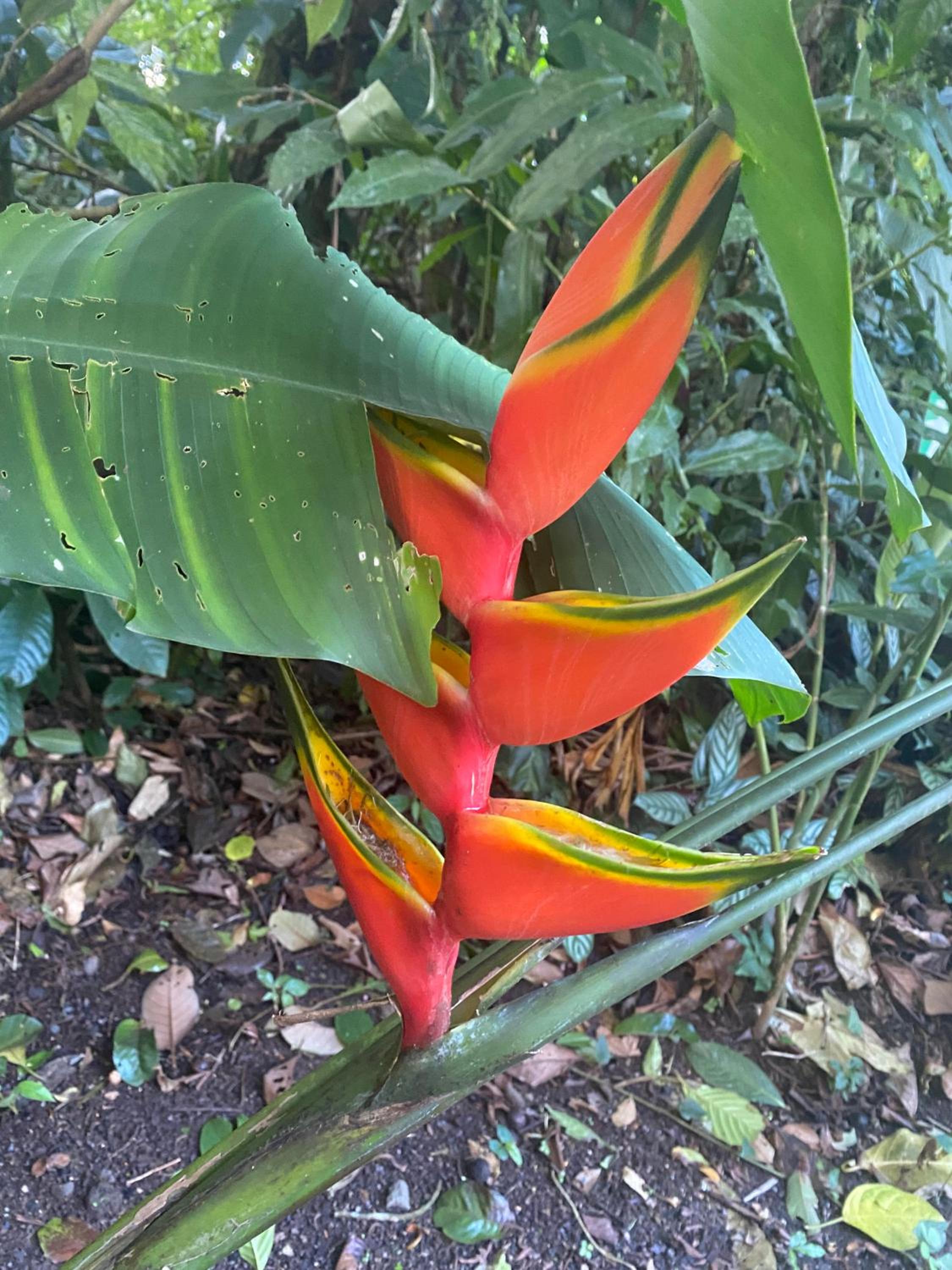 Arenal Paradise Lodge