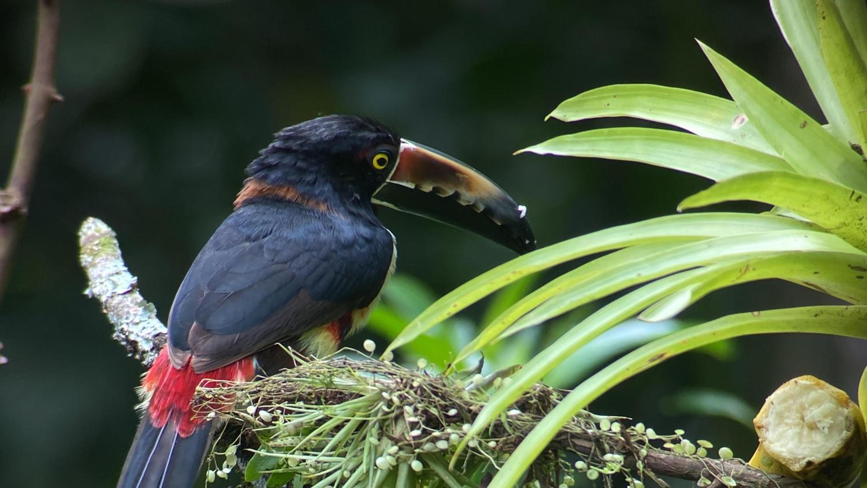 Arenal Paradise Lodge