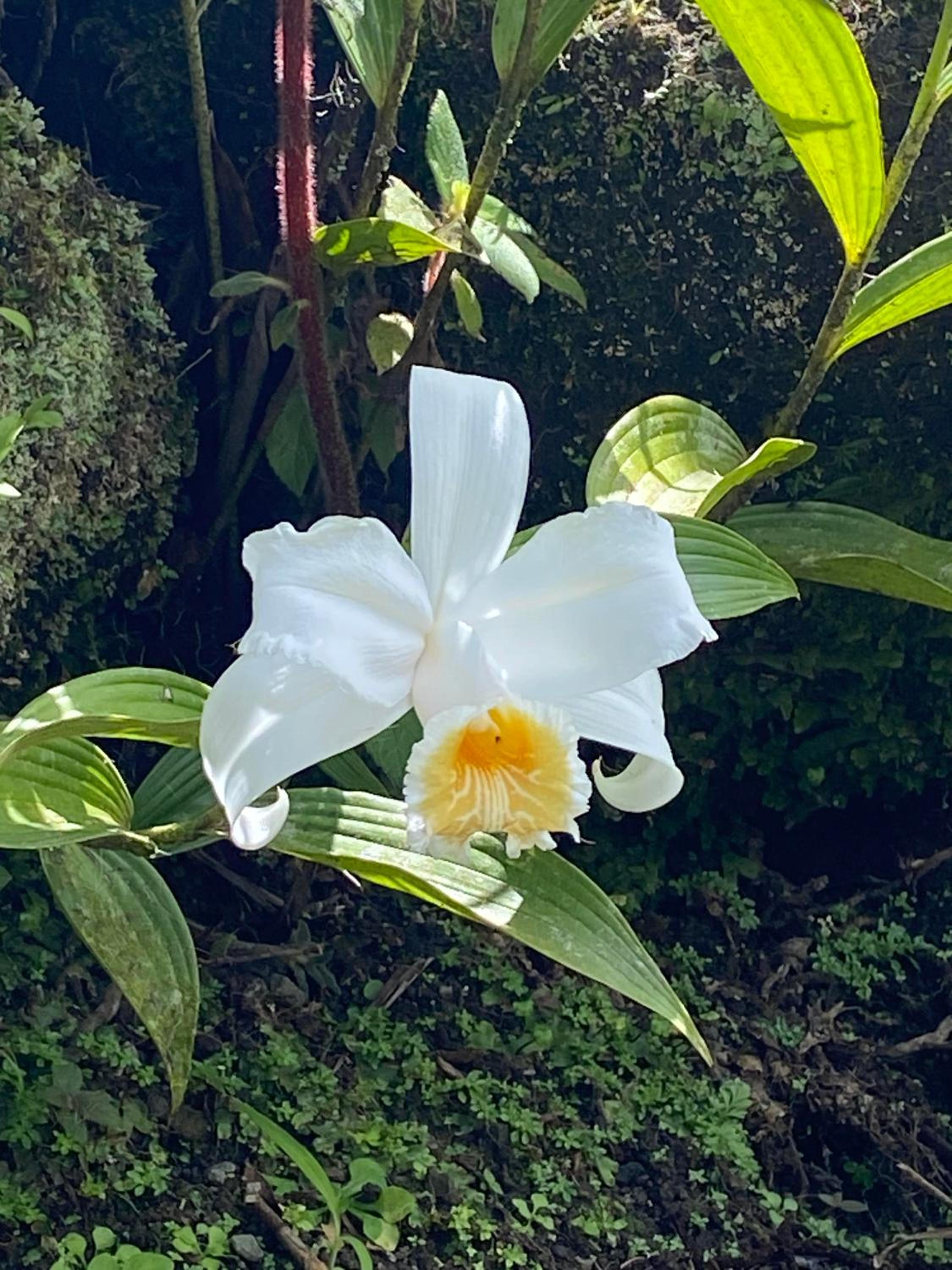 Arenal Paradise Lodge