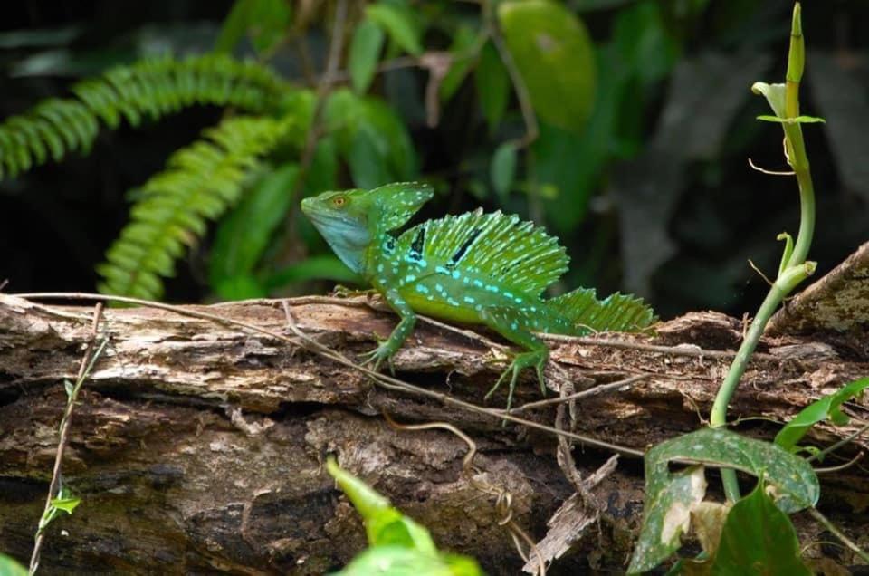 Arenal Paradise Lodge