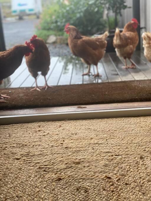 Luxury Modern Farm Stay with Country Living