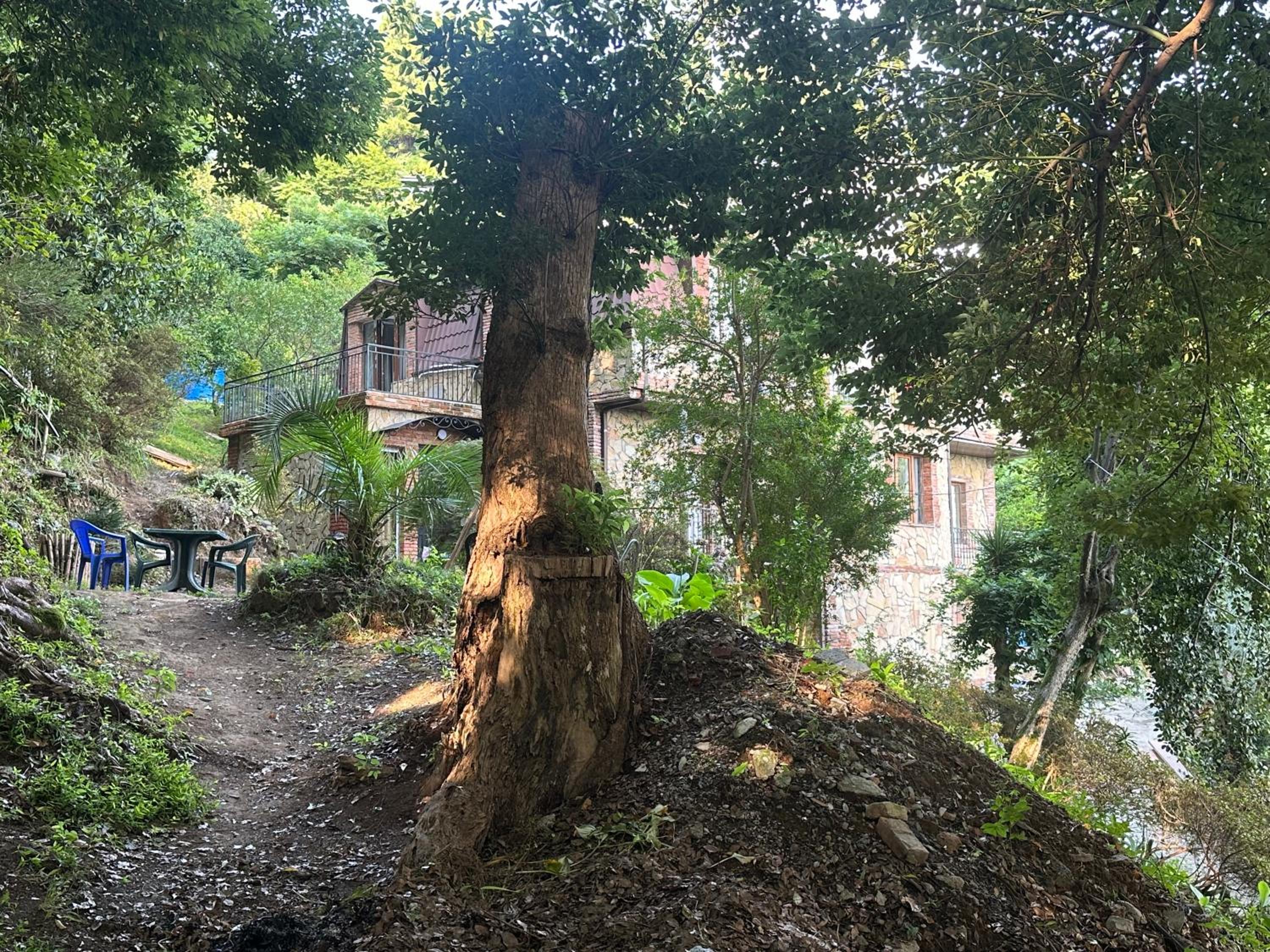 Camphor house