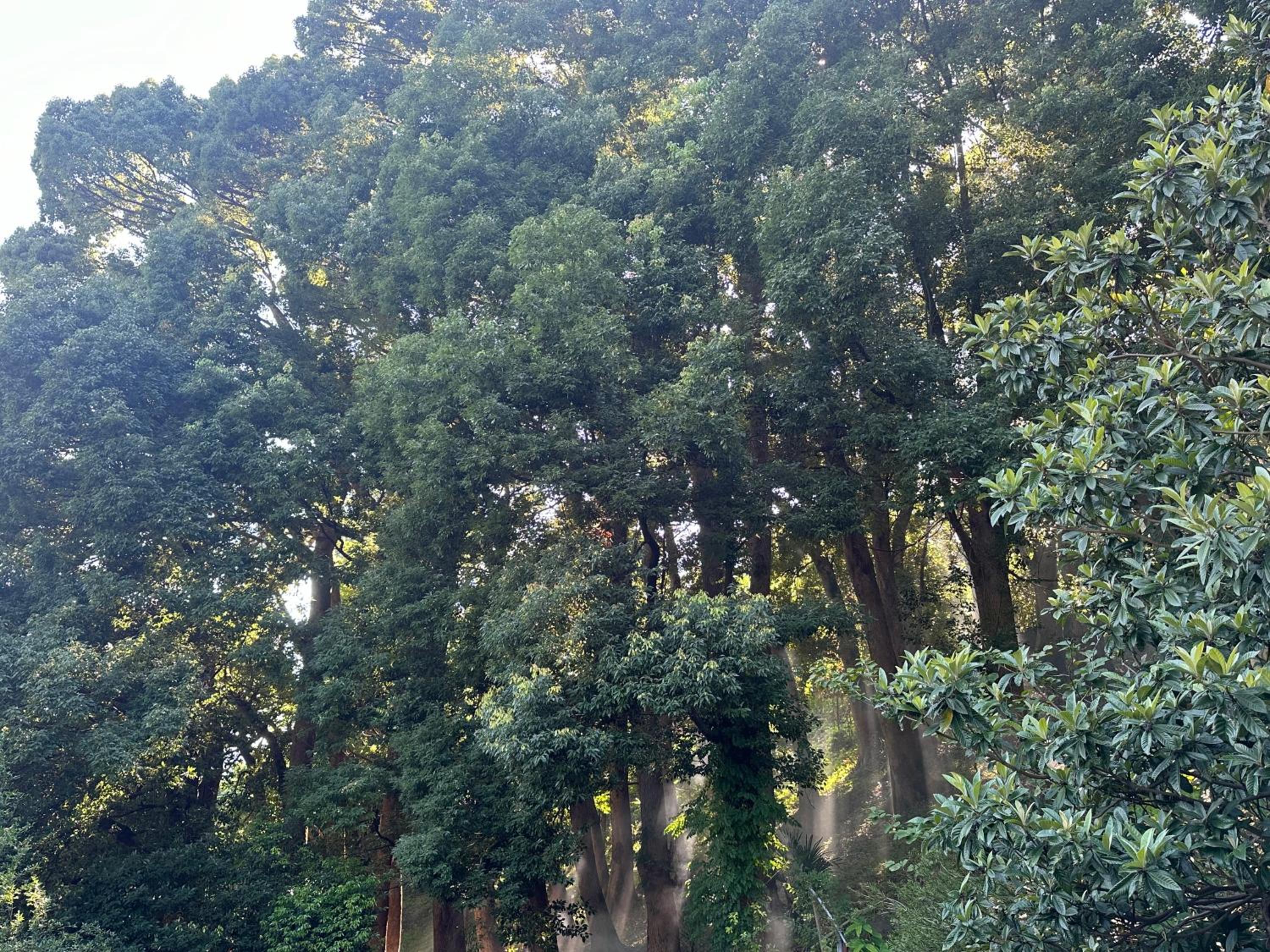 Camphor house