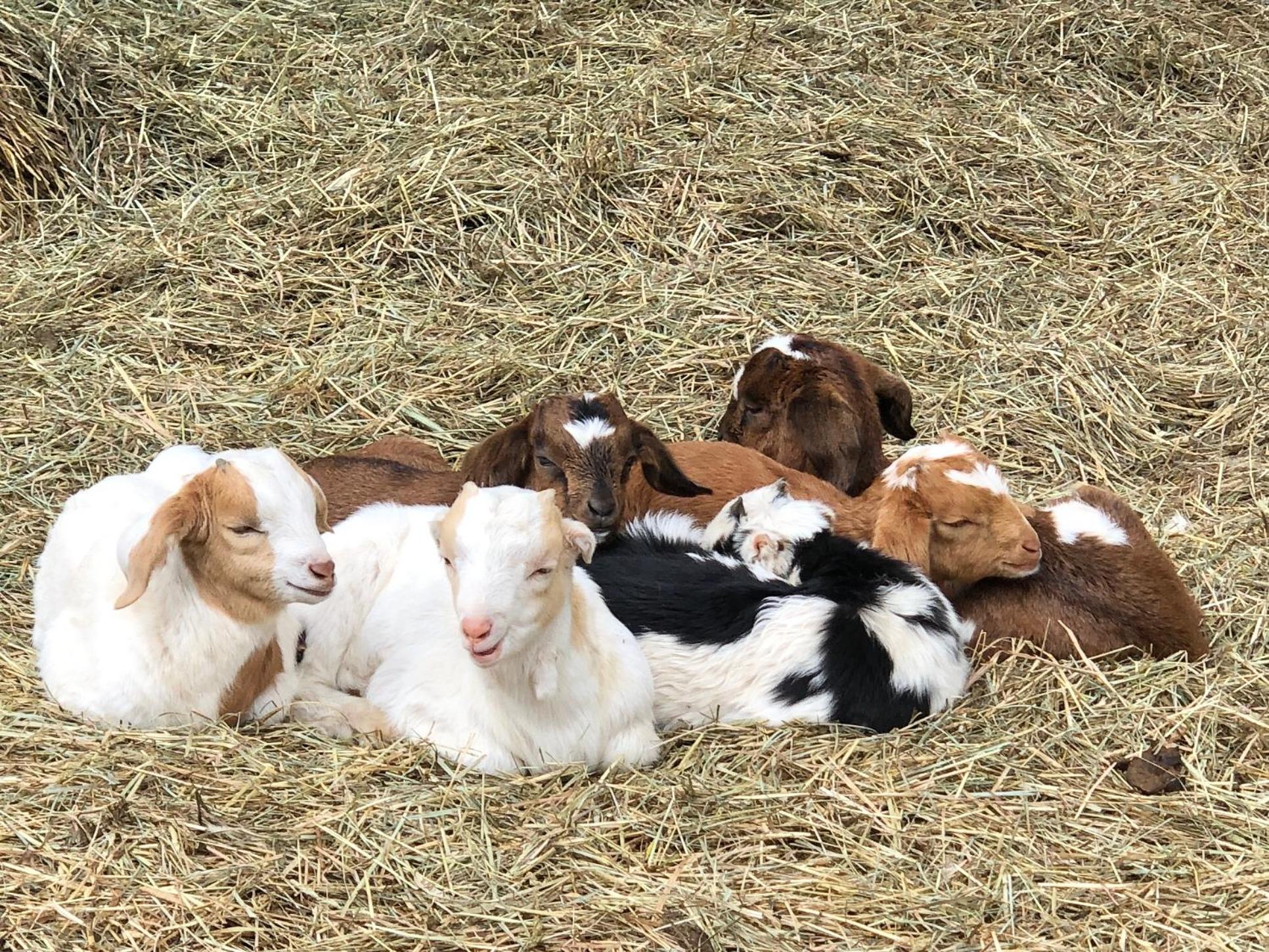 Basement Suite on a Goat Farm