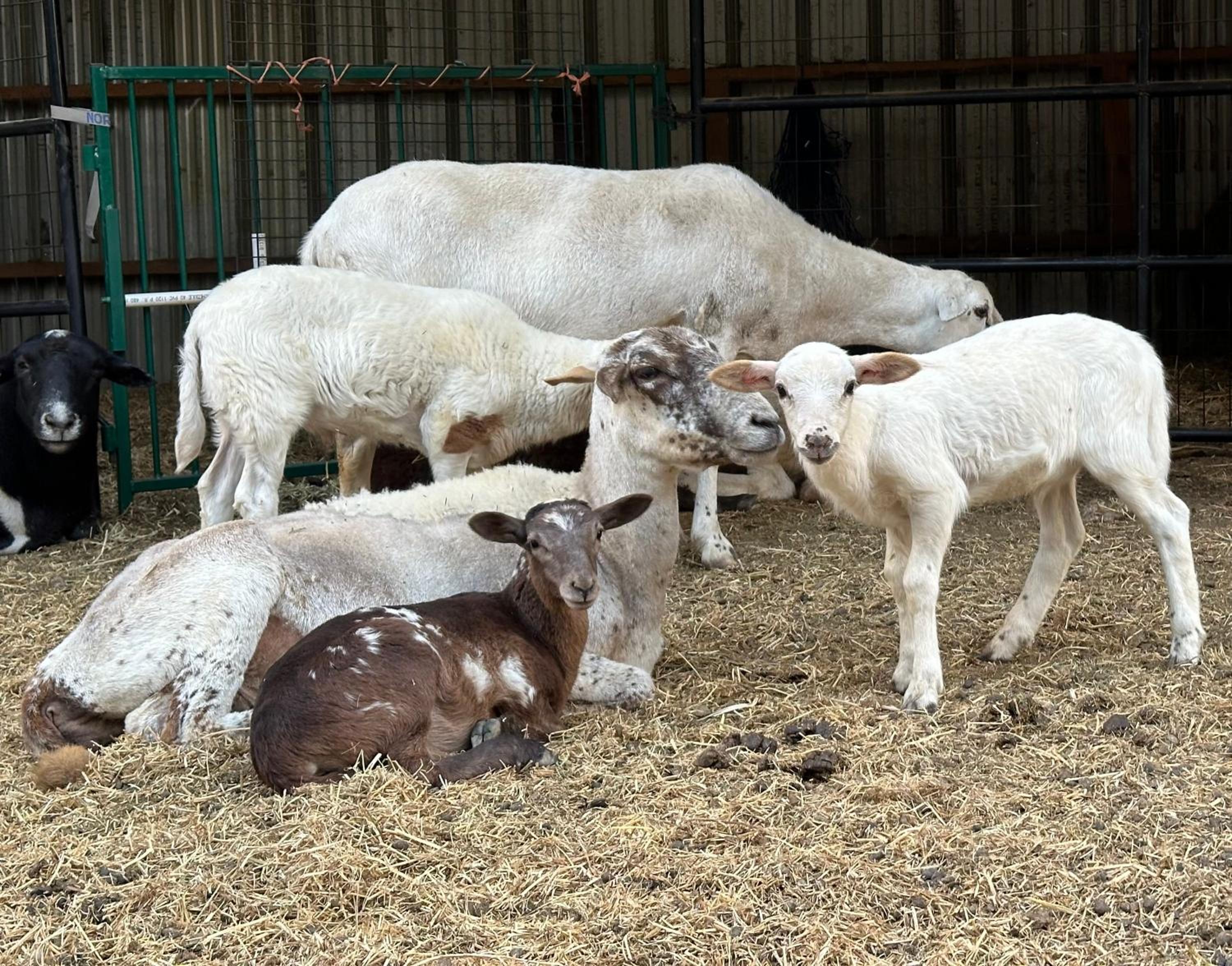 Basement Suite on a Goat Farm