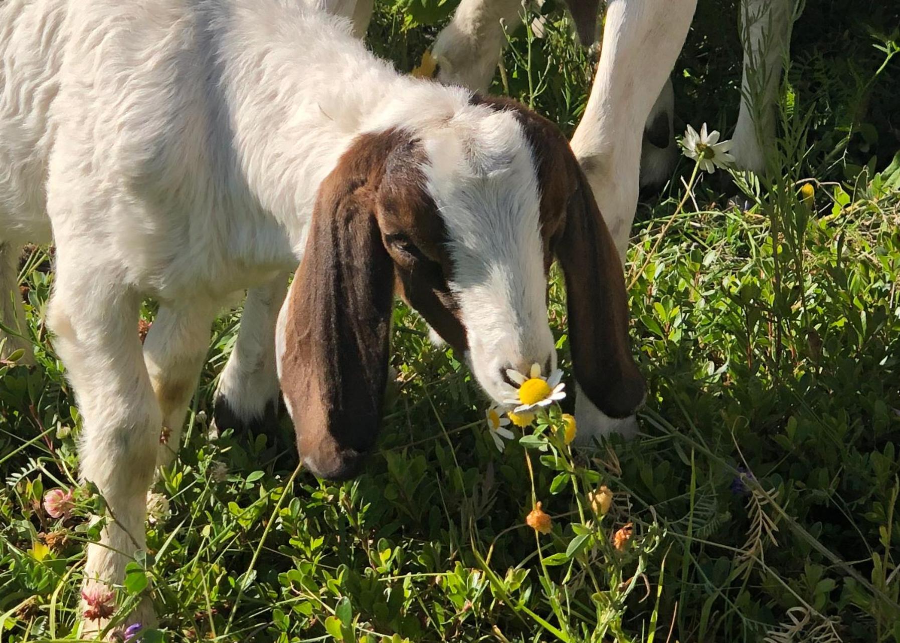 Basement Suite on a Goat Farm - Image 1