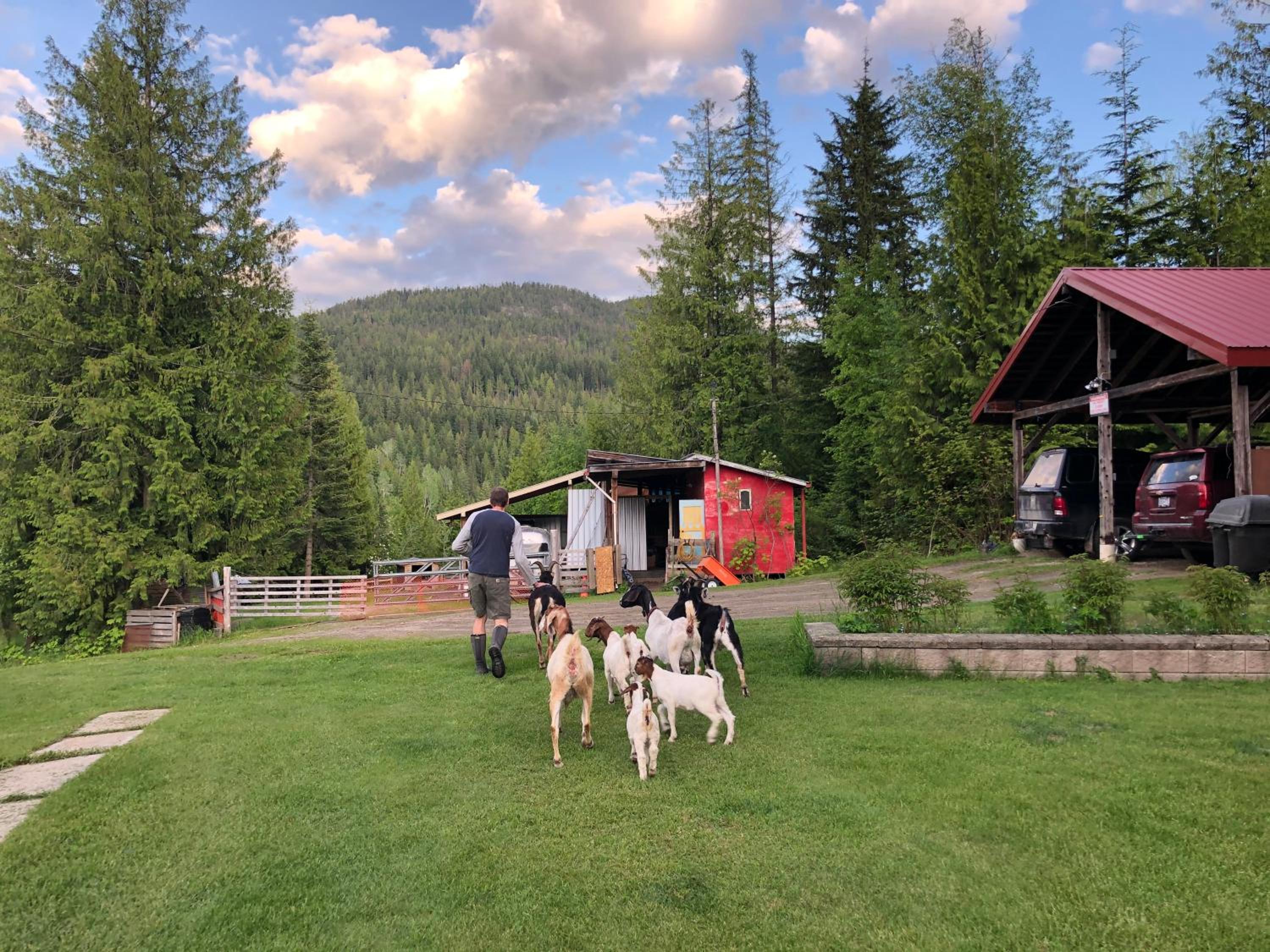 Basement Suite on a Goat Farm