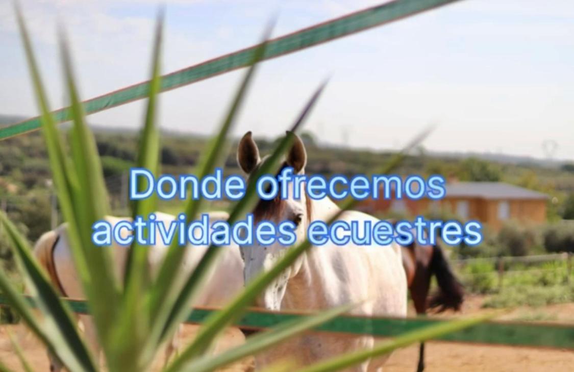 APARTBEACH SIMBIOSIS y ACTIVIDADES ECUESTRES
