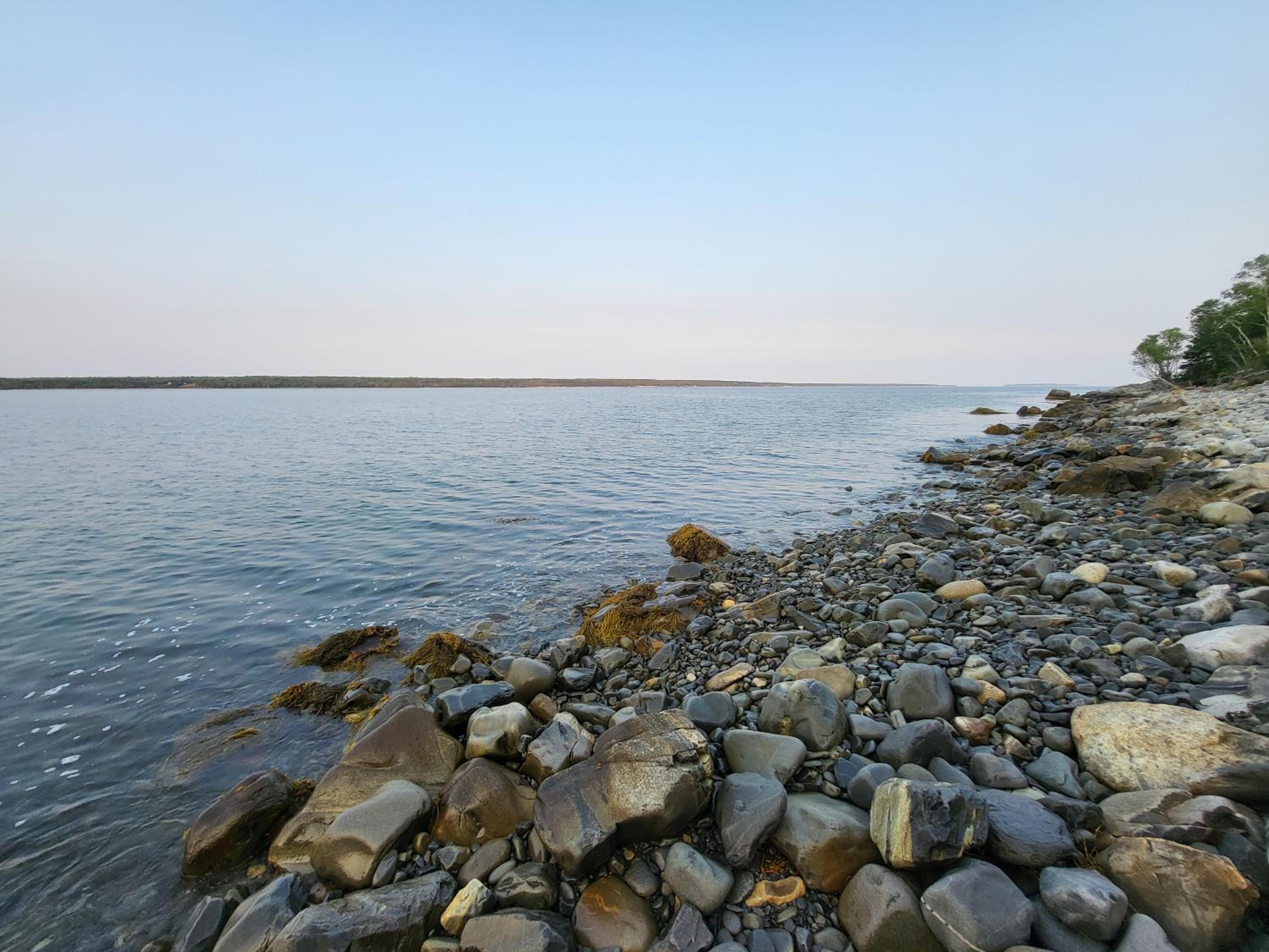 Forest Shore Dome