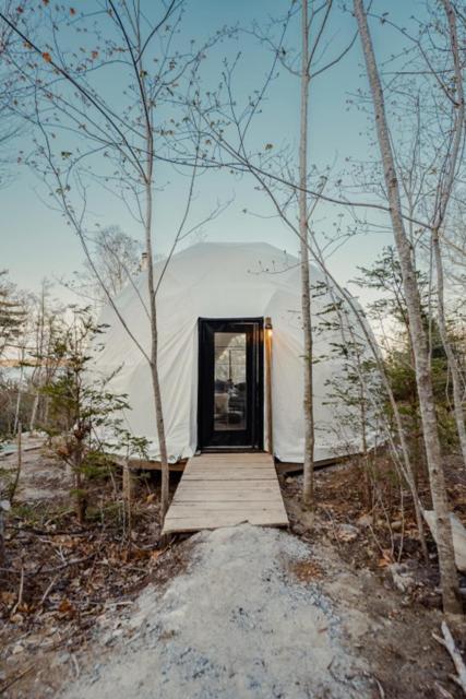 Forest Shore Dome