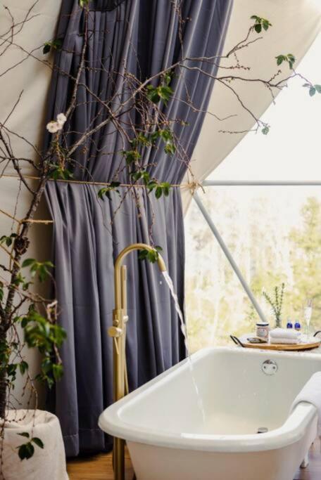 Forest Shore Dome
