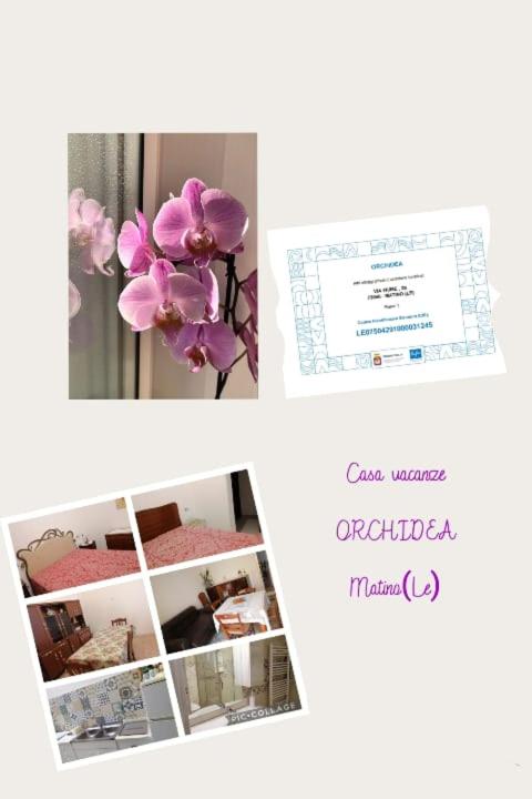 Orchidea photo 2