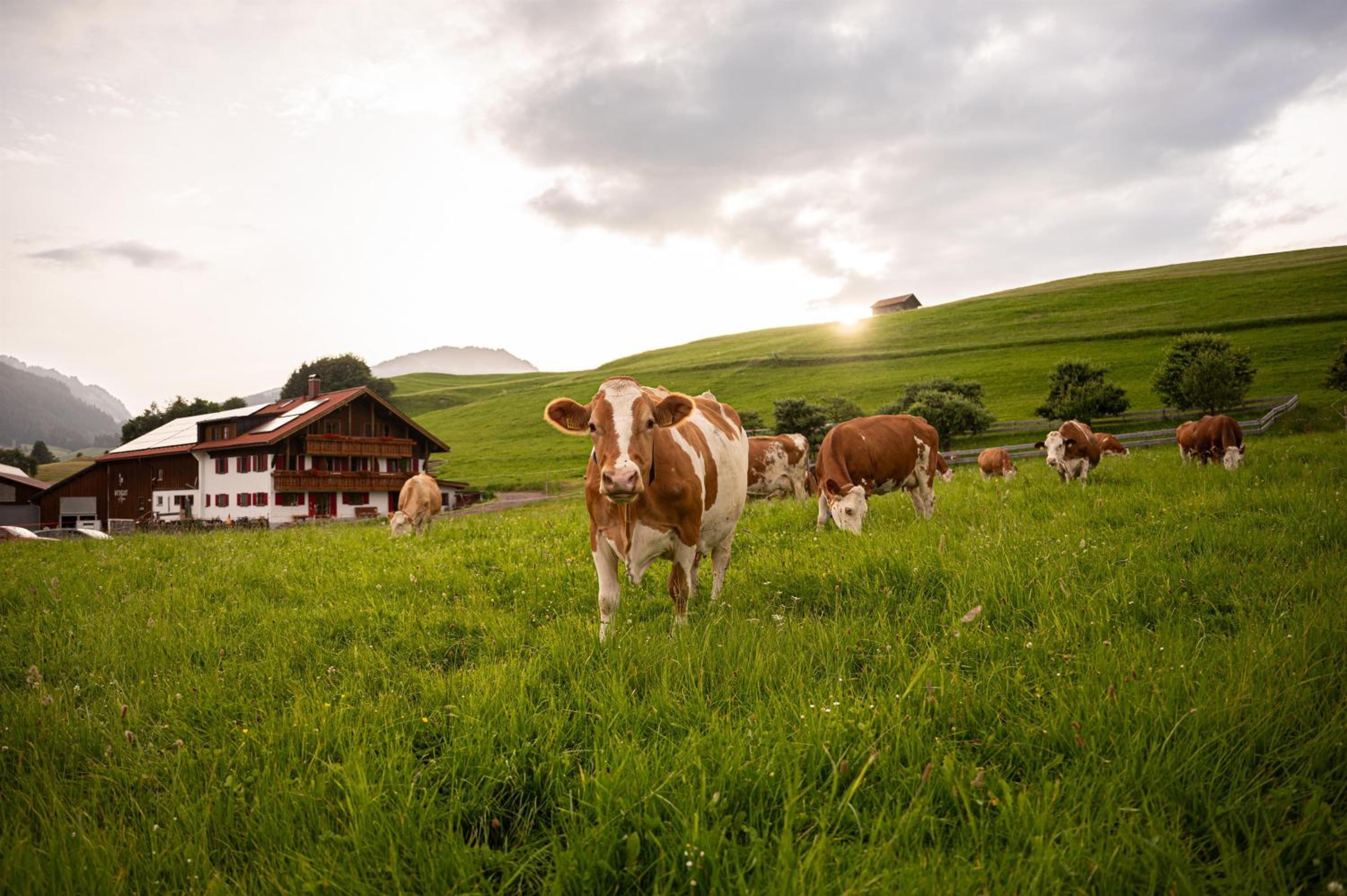Naturgut Allgäu