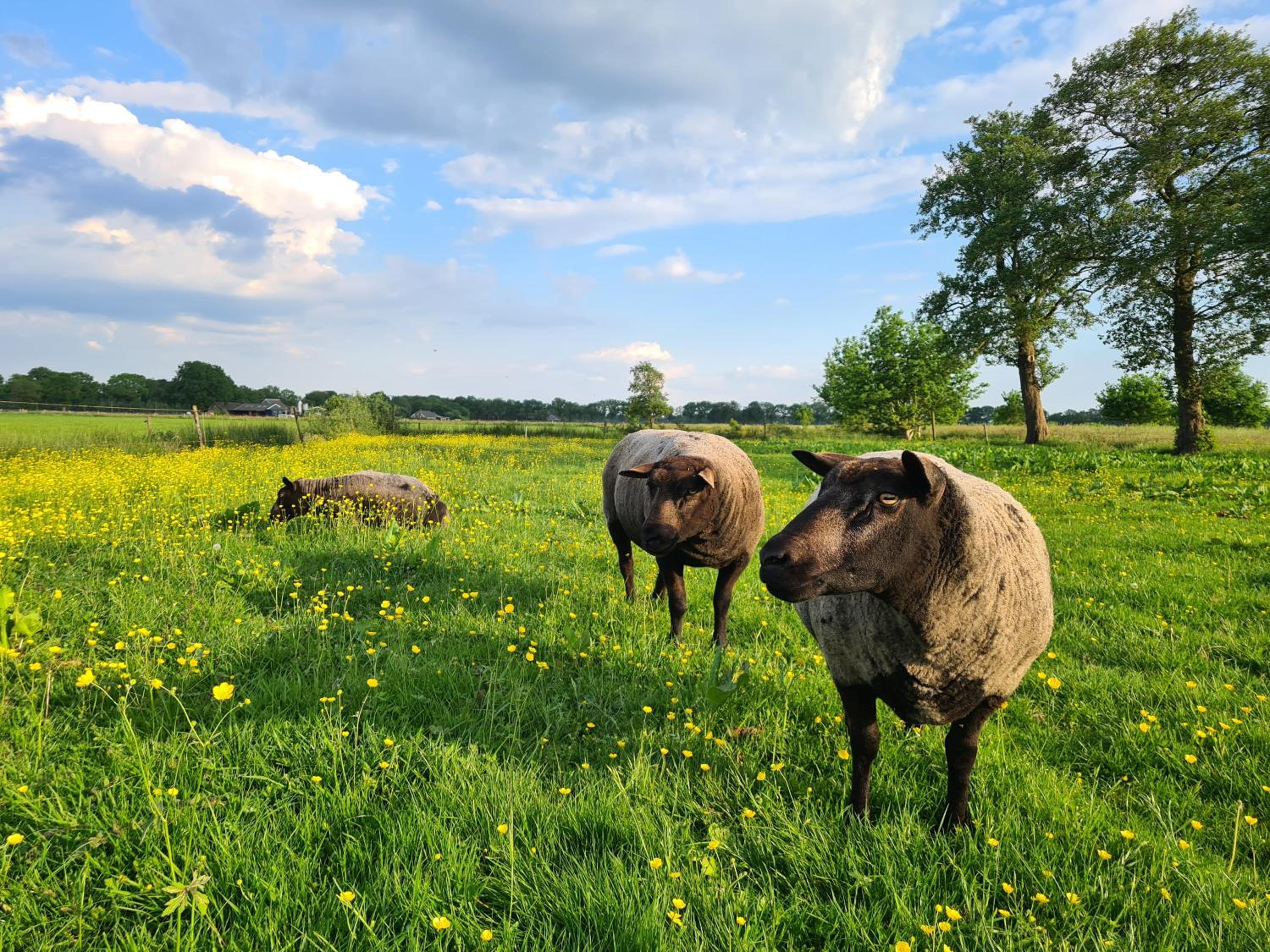 Landelijk Groen vakantiehuis