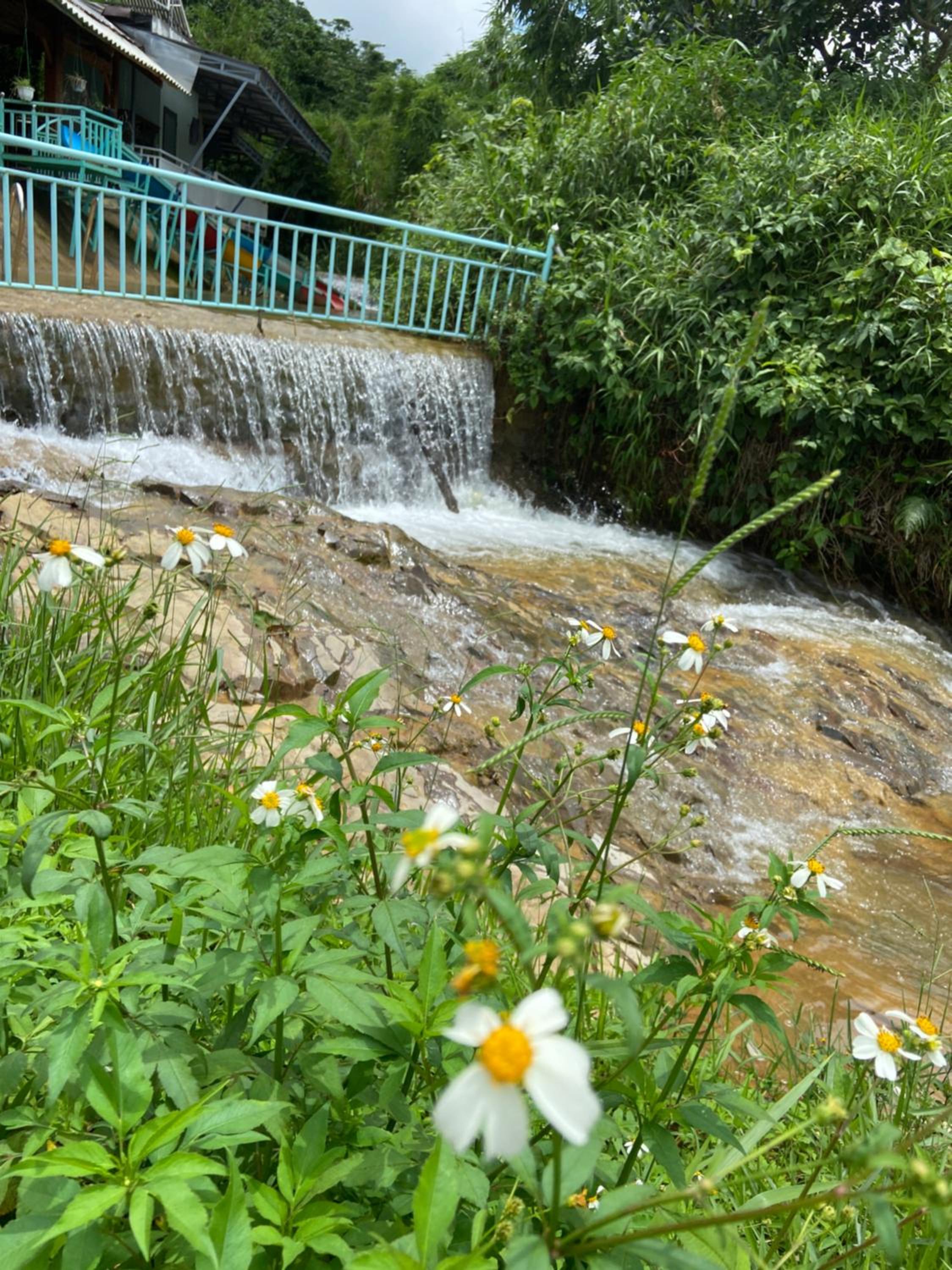 Gạo hạt dẻ homestay