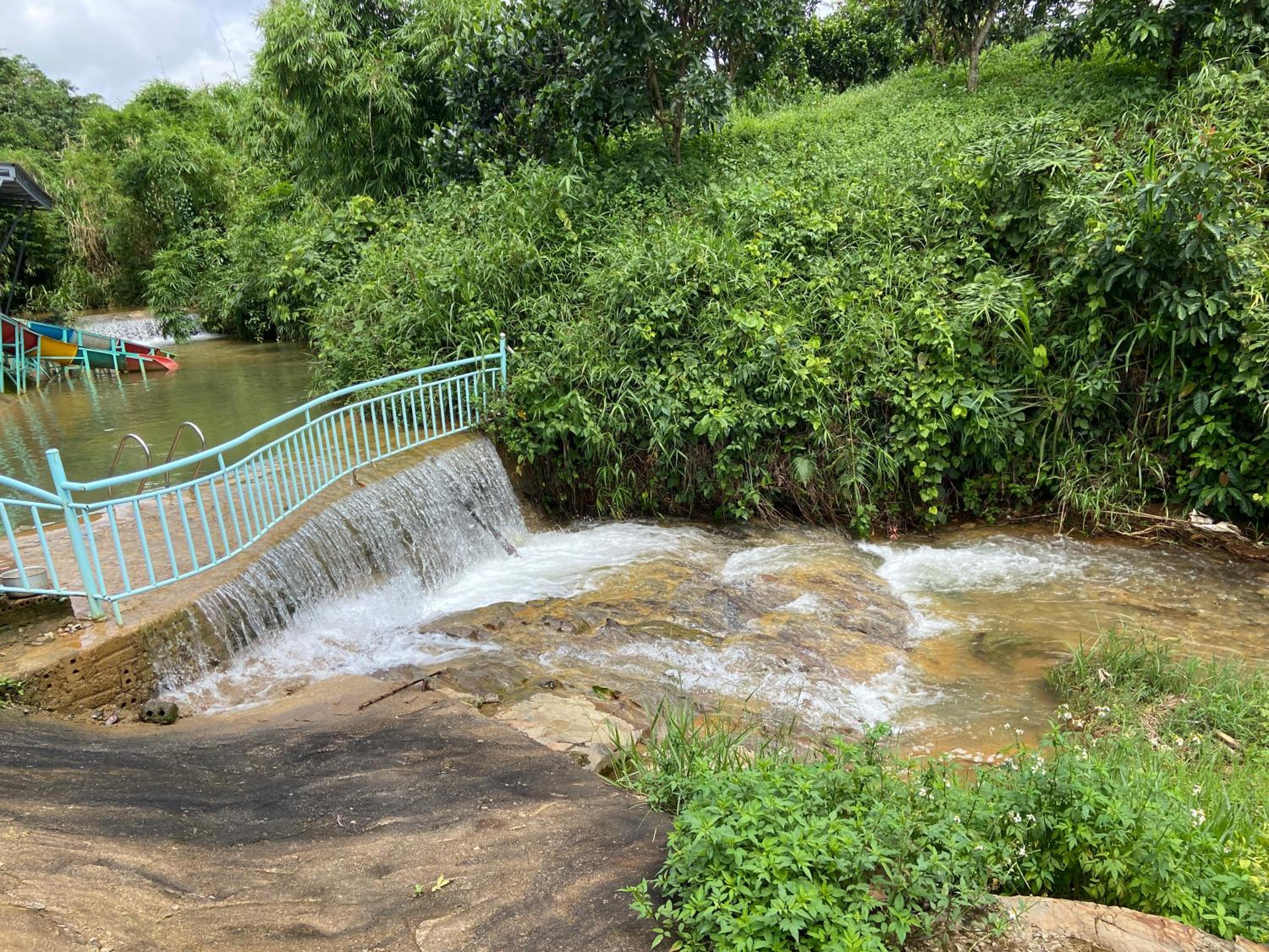 Gạo hạt dẻ homestay