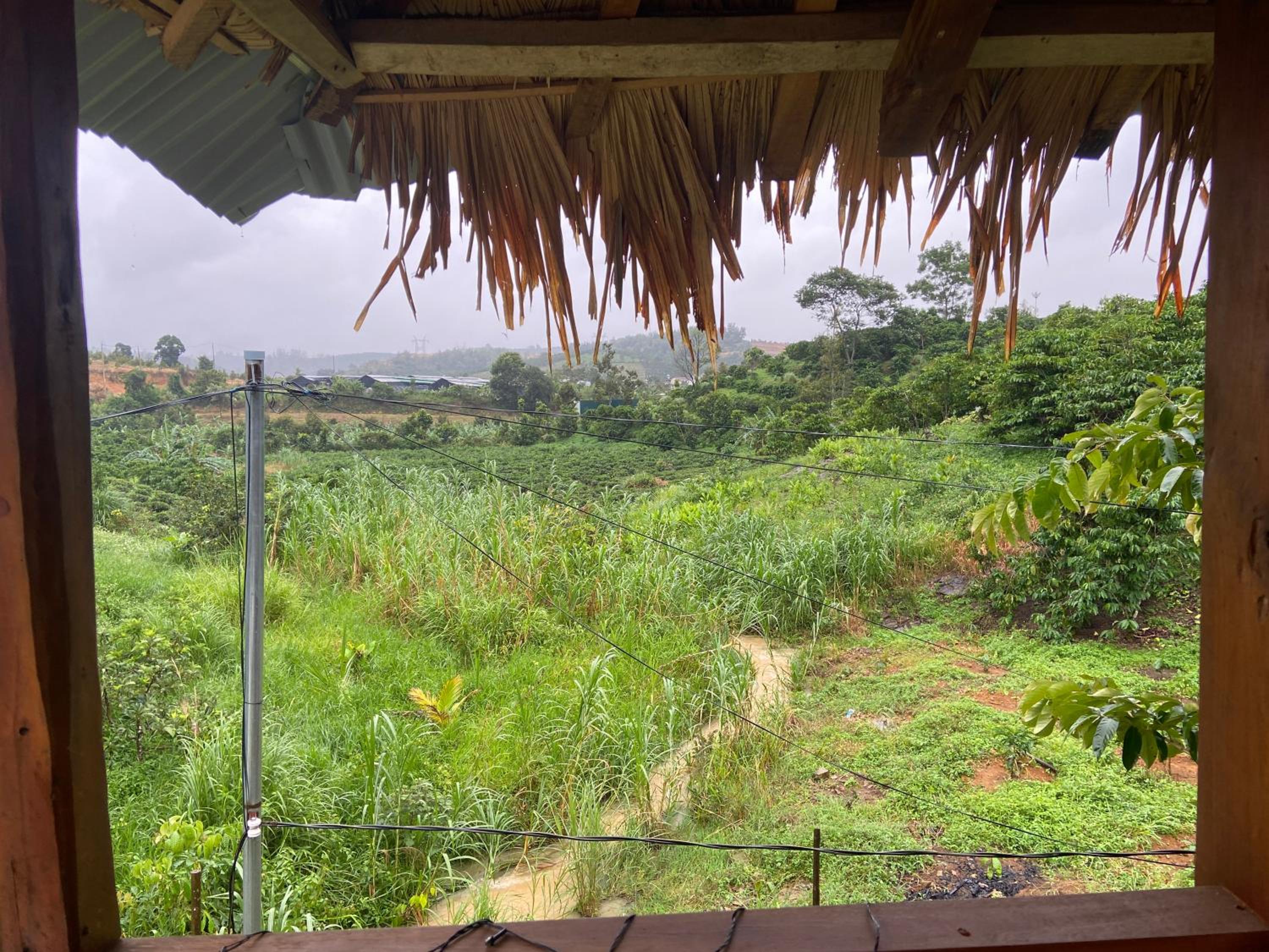 Gạo hạt dẻ homestay