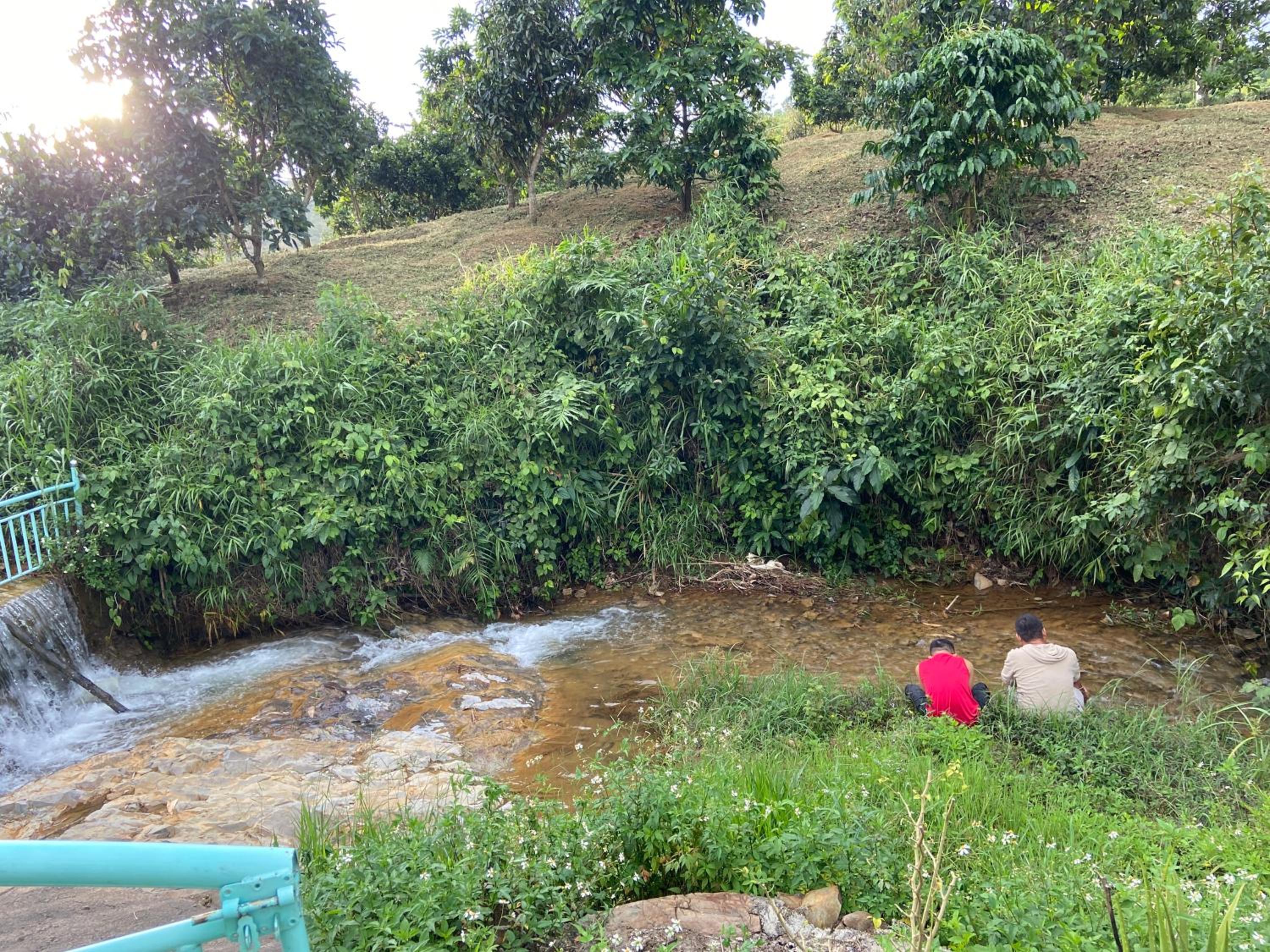 Gạo hạt dẻ homestay