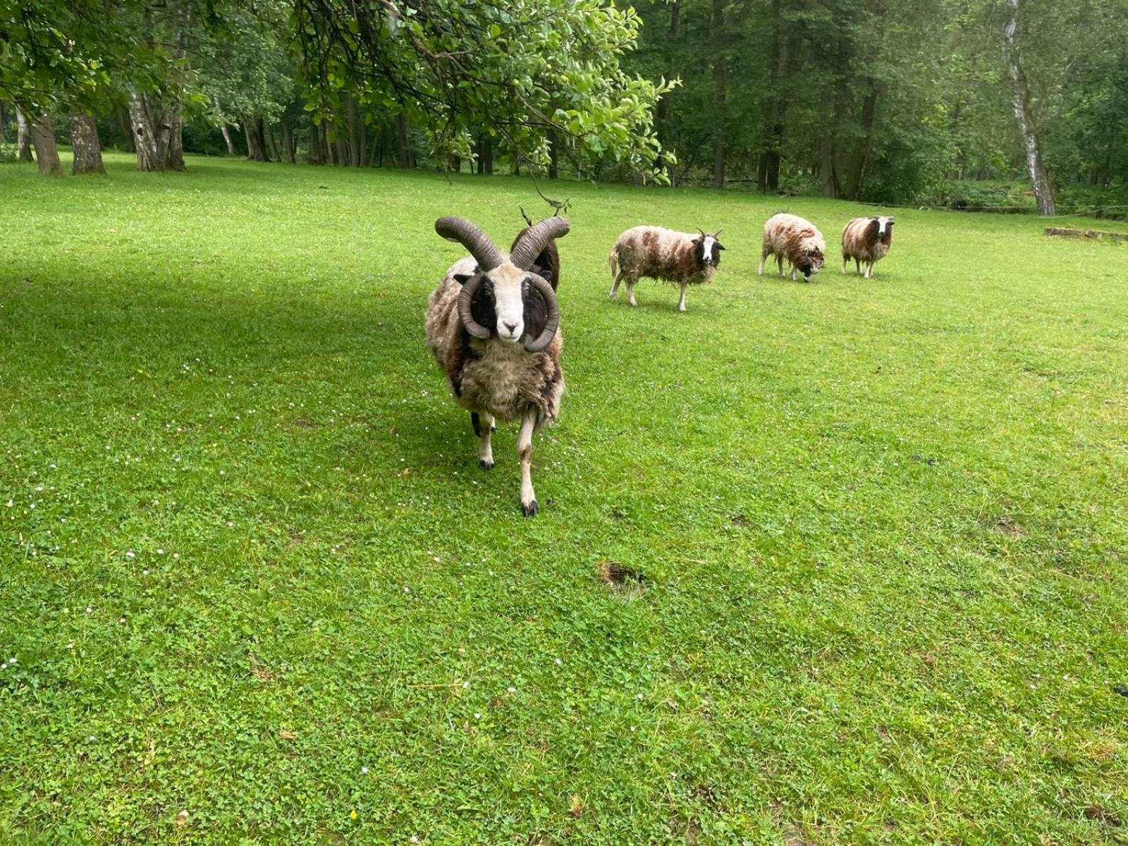 Jurta na farmě