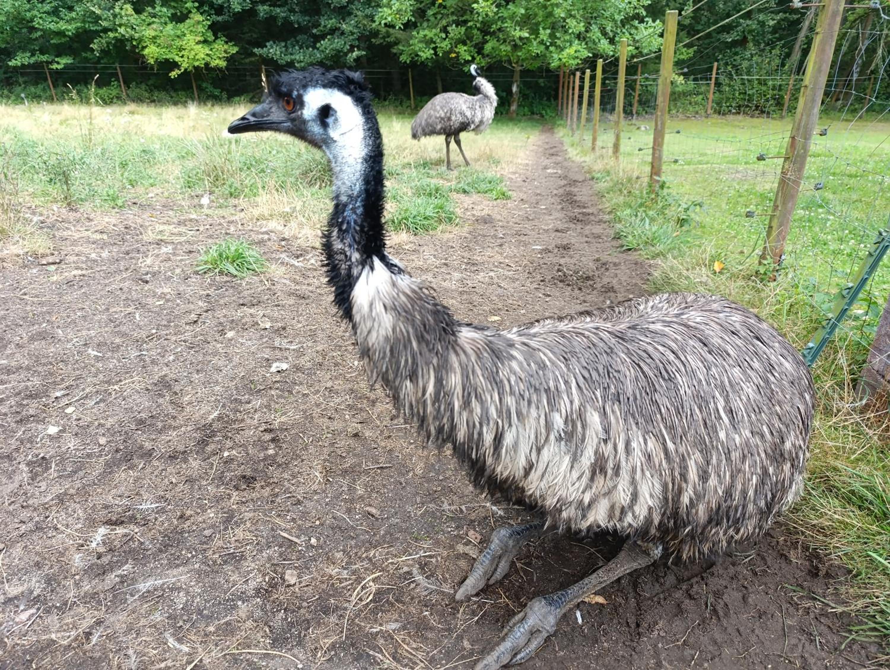 Jurta na farmě