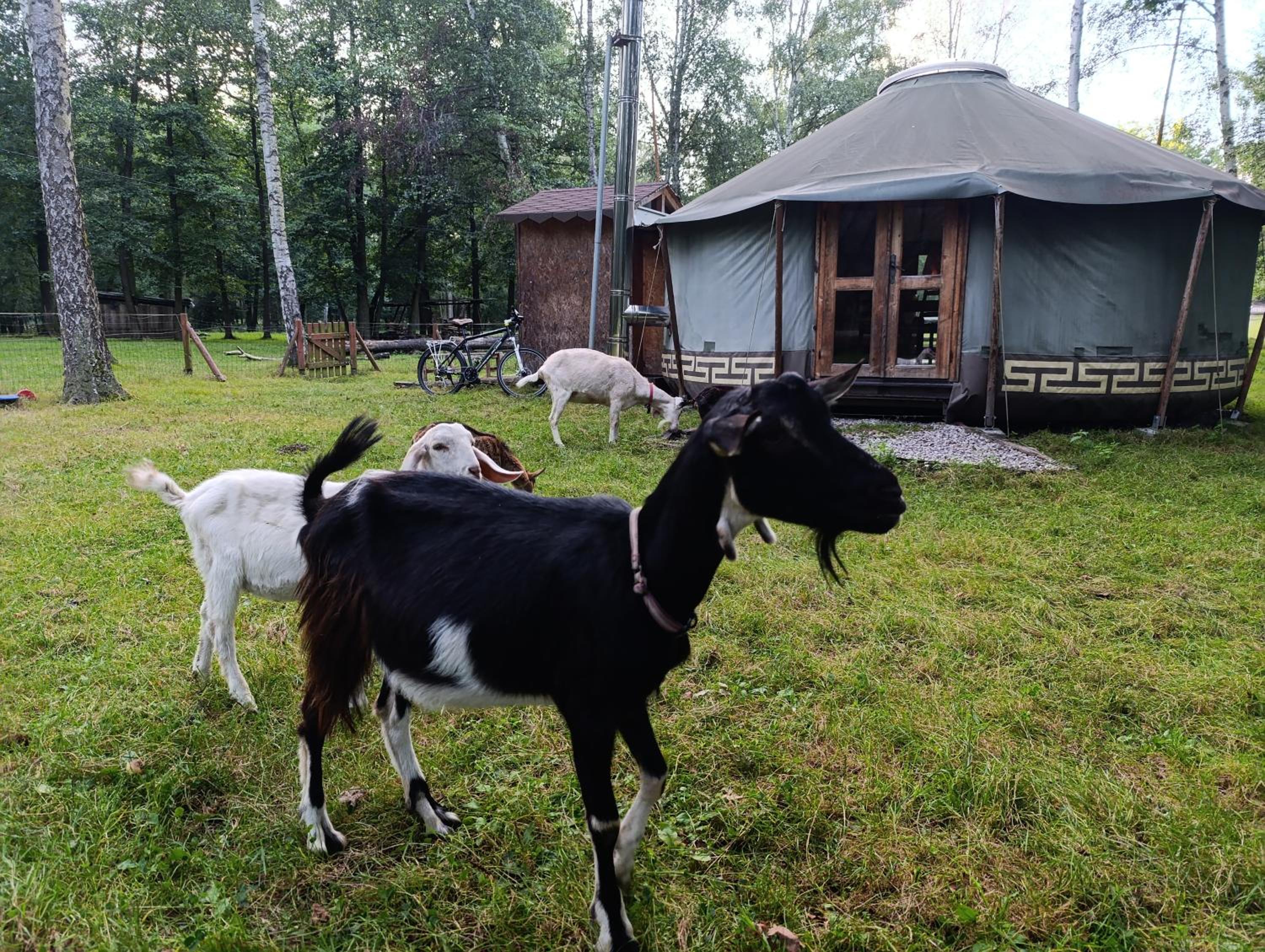 Jurta na farmě