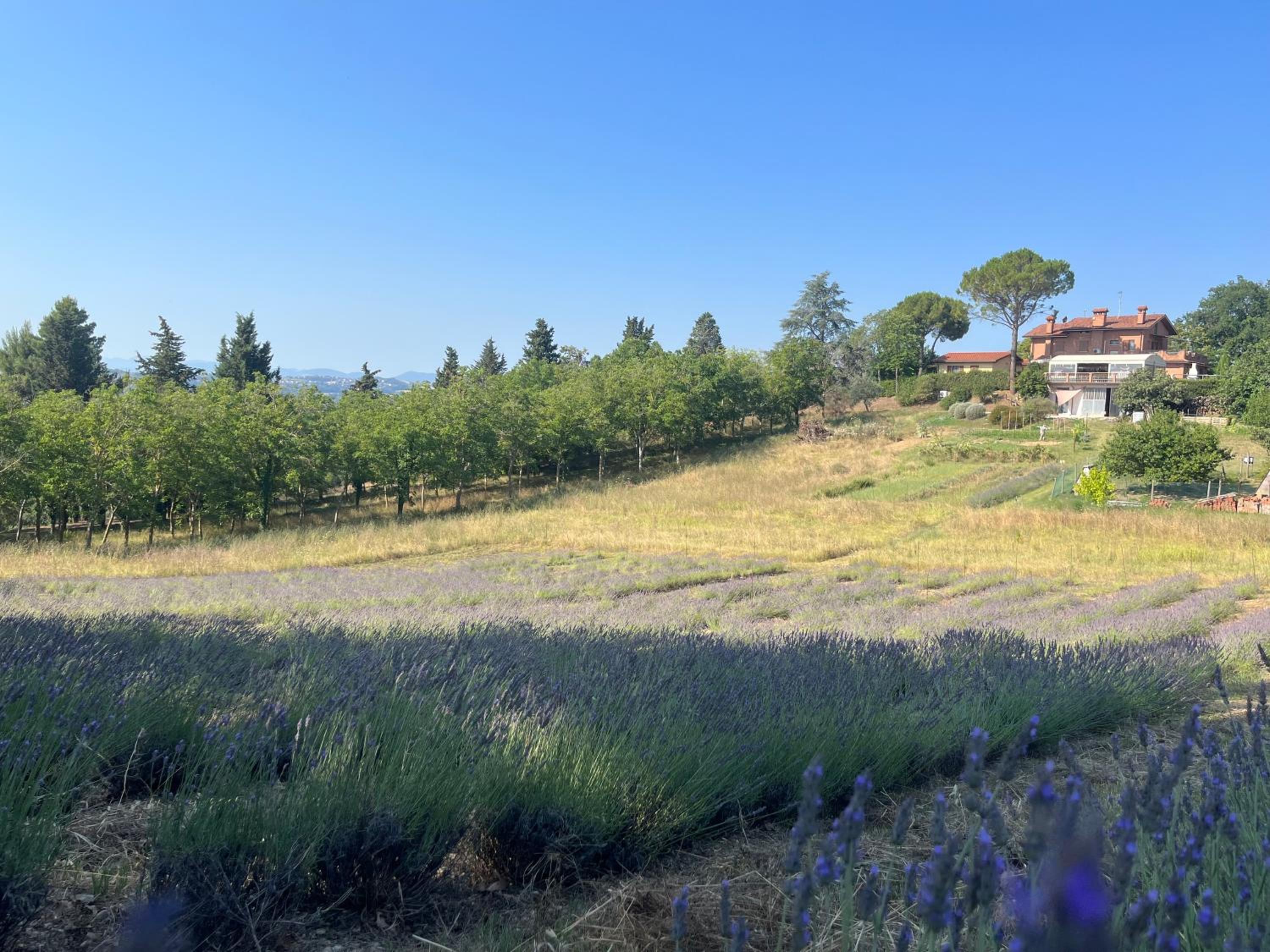 Agriturismo Villa Beatrice view 5